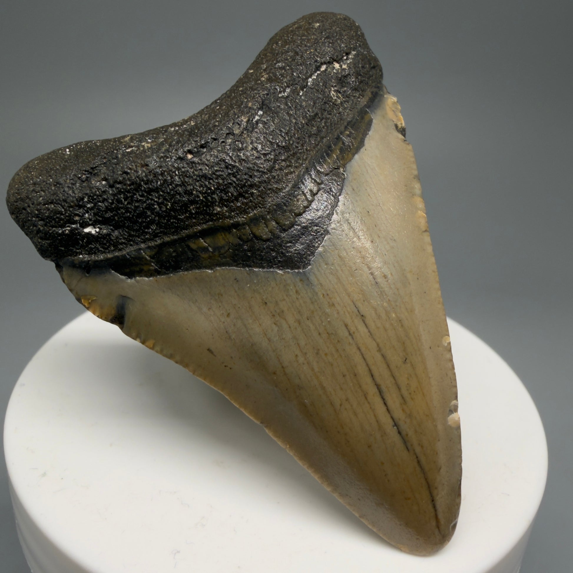 Front Left View 2.45" Fossil Megalodon Tooth - Authentic Carcharocles megalodon Fossil from North Carolina CM5597 