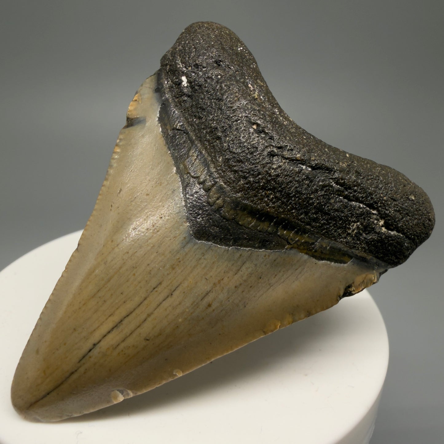 Front Right View 2.45" Fossil Megalodon Tooth - Authentic Carcharocles megalodon Fossil from North Carolina CM5597 