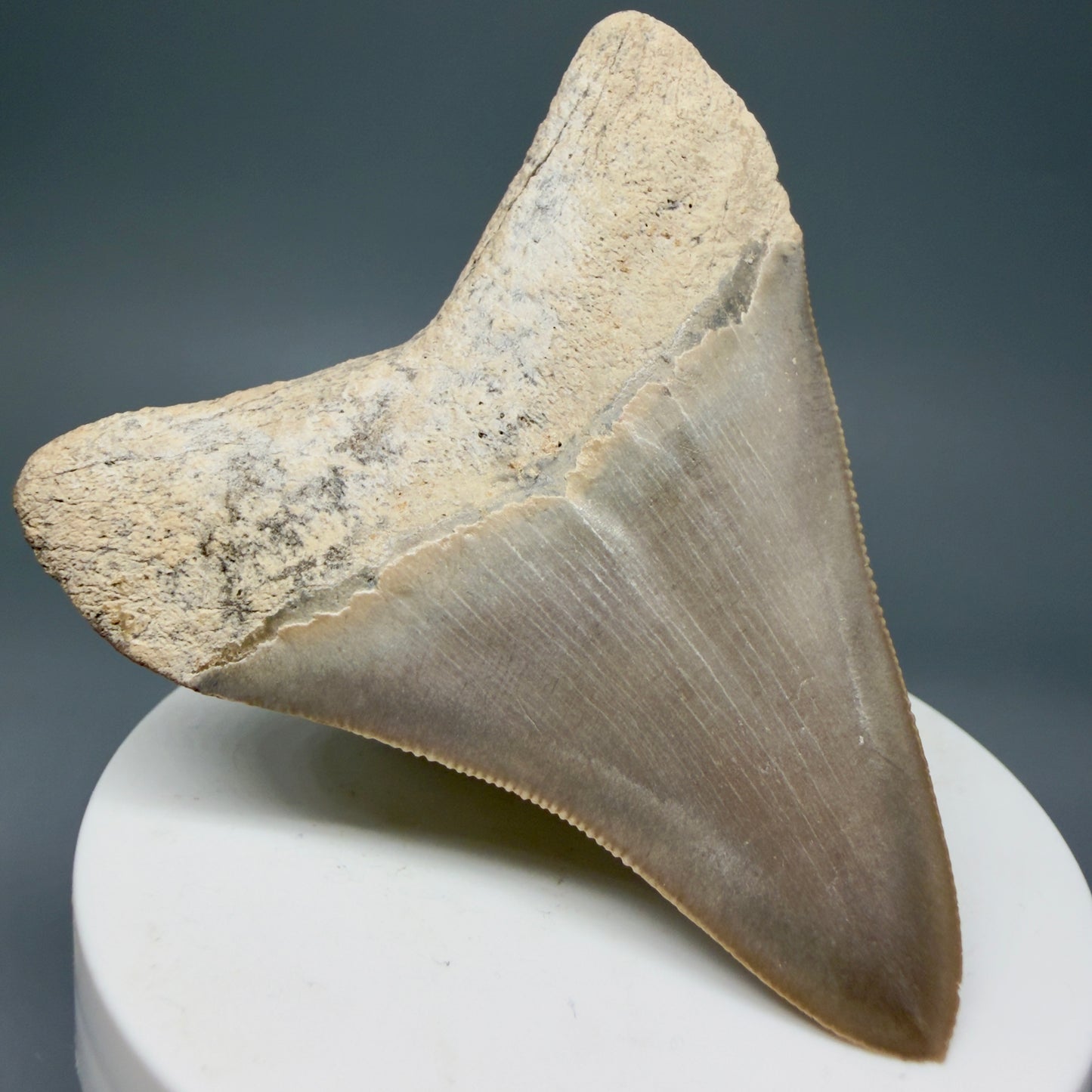 Back left View Colorful, sharply serrated 2.68" Fossil Megalodon Shark Tooth - Bone Valley, Florida CM6014