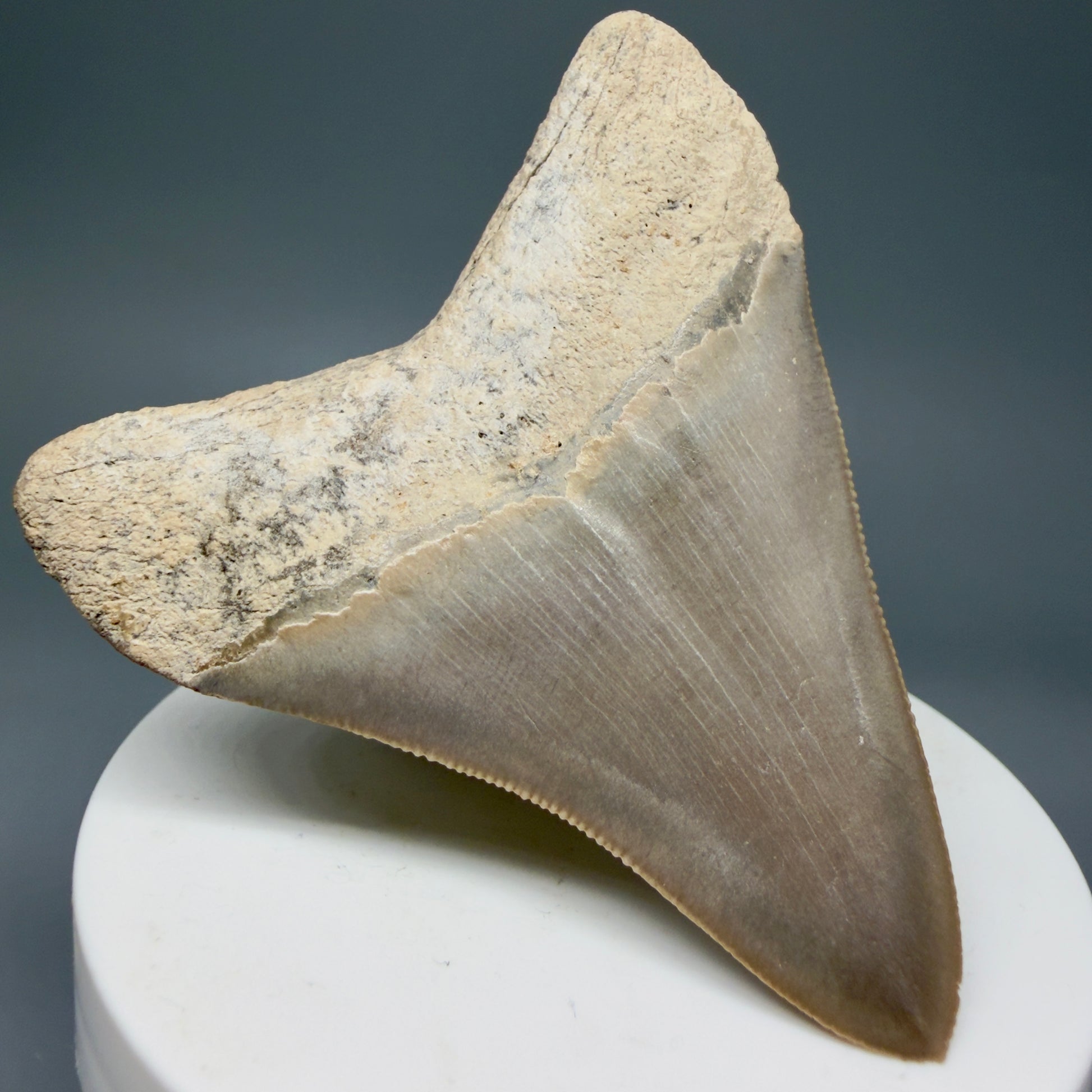 Back left View Colorful, sharply serrated 2.68" Fossil Megalodon Shark Tooth - Bone Valley, Florida CM6014