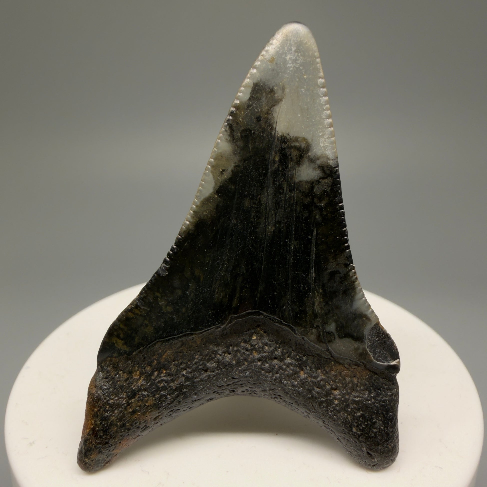 Back View 2.29" Fossil Megalodon Tooth - Authentic Carcharocles megalodon Fossil from North Carolina CM5595 
