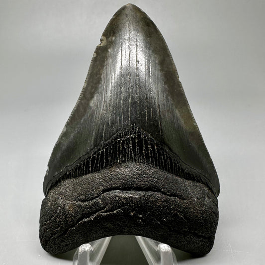 Dark colors 3.82" Fossil Megalodon Tooth:  South Carolina CM5045 - Front