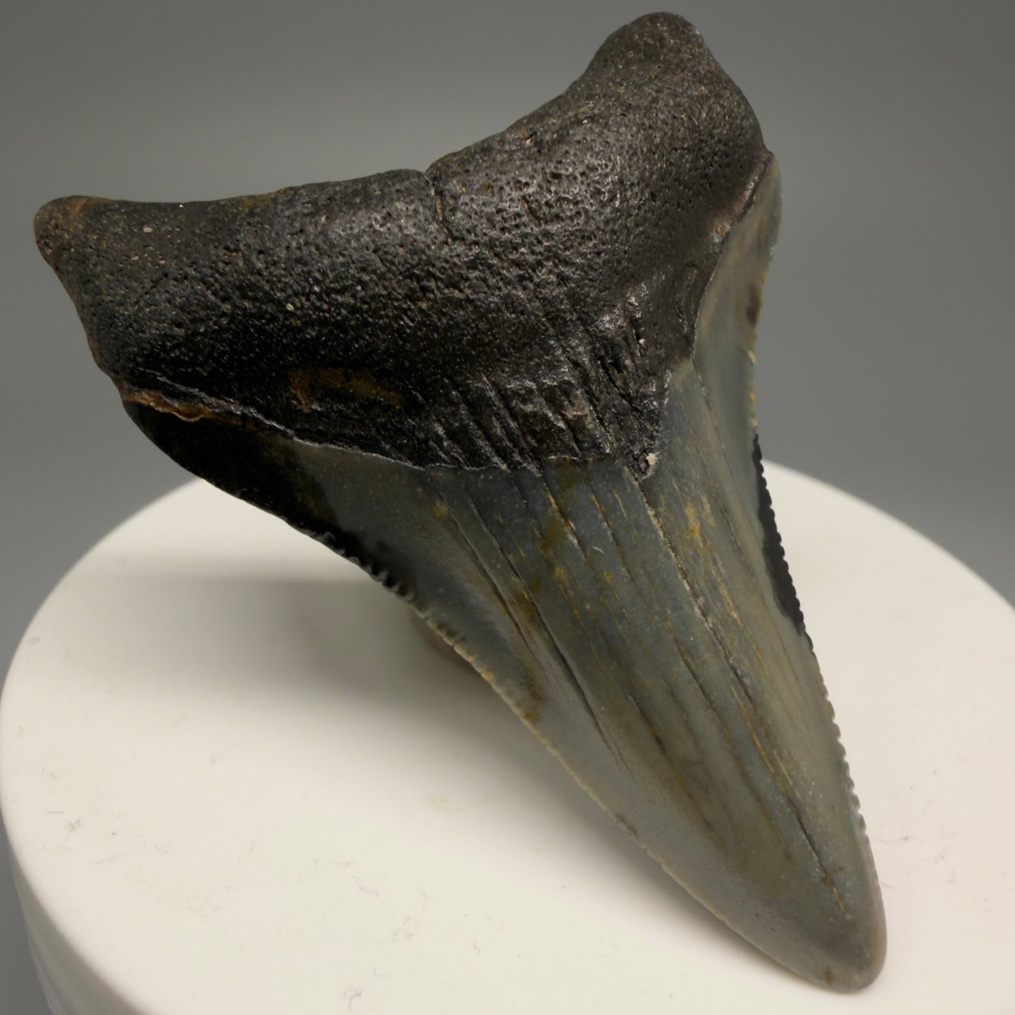 Front Left View 2.29" Fossil Megalodon Tooth - Authentic Carcharocles megalodon Fossil from North Carolina CM5595 