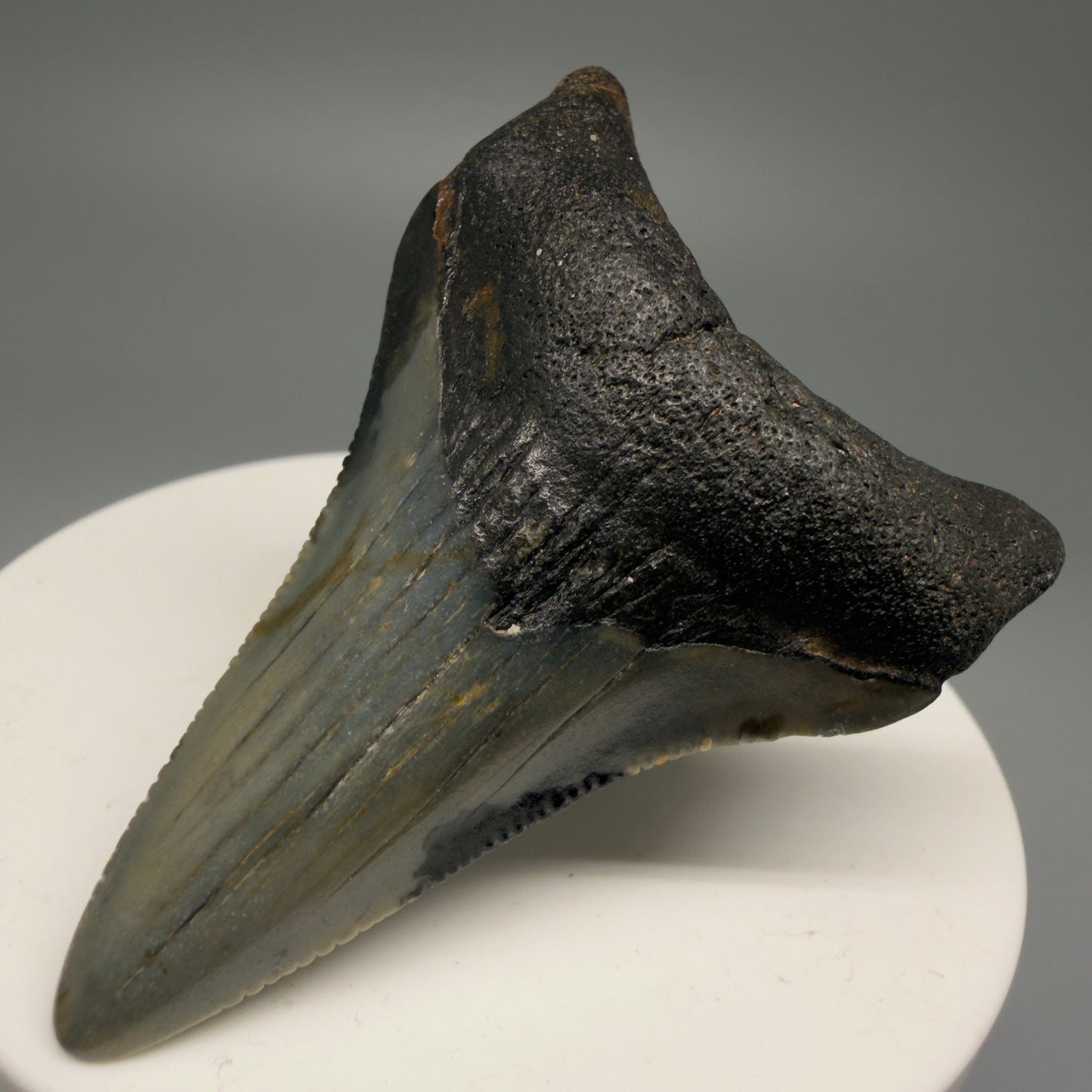 Front Right View 2.29" Fossil Megalodon Tooth - Authentic Carcharocles megalodon Fossil from North Carolina CM5595 