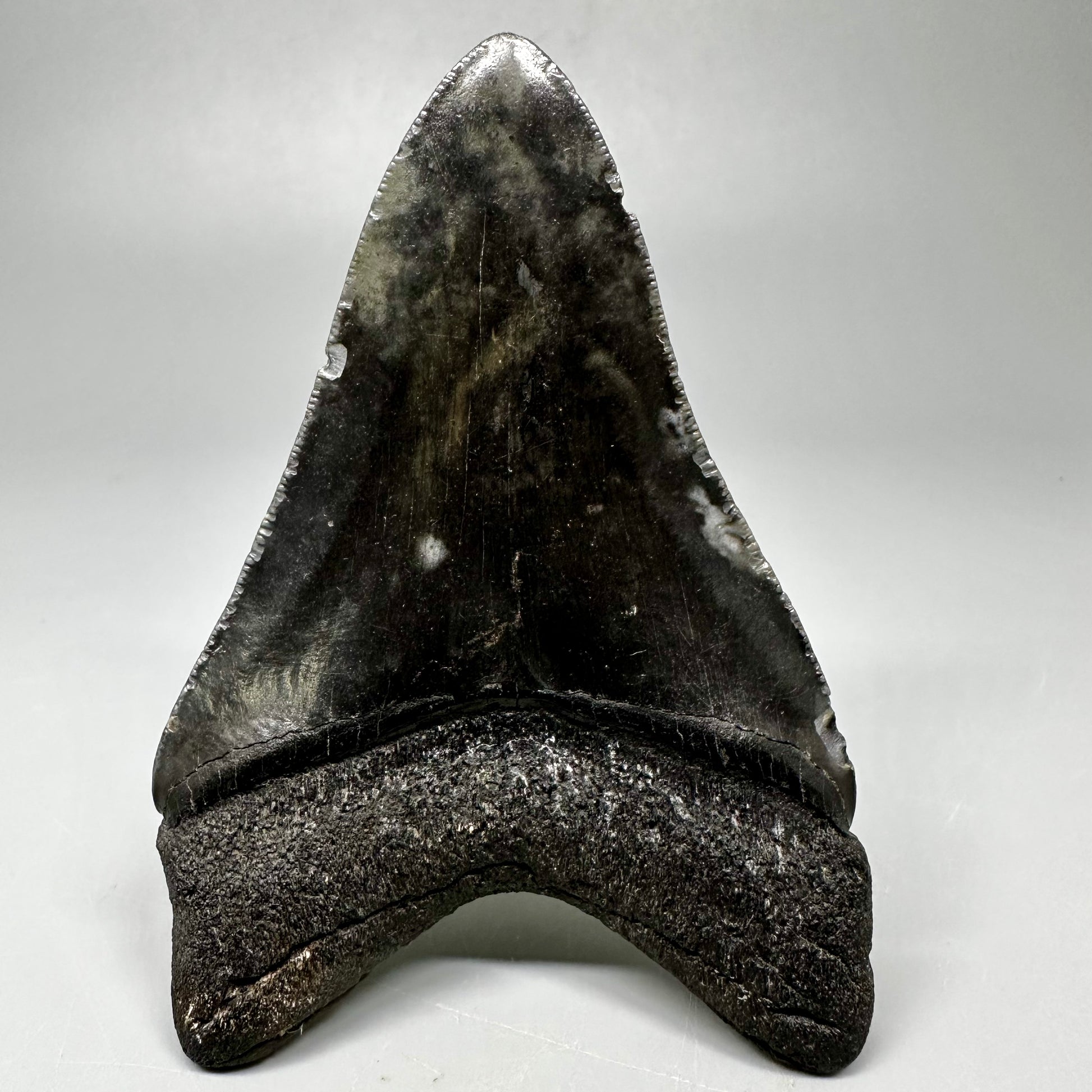 Dark colors 3.82" Fossil Megalodon Tooth:  South Carolina CM5045 - Back 