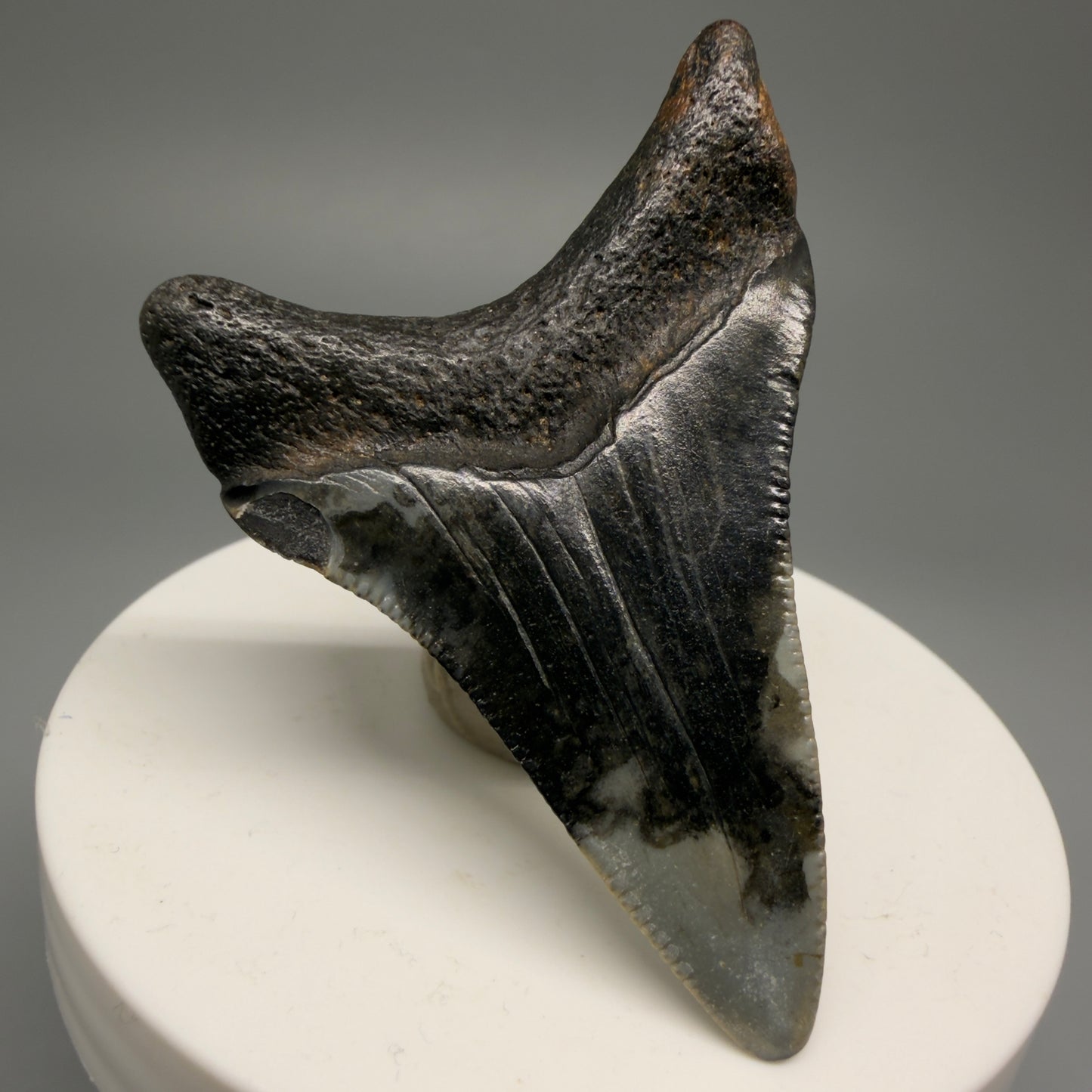 Back Left View 2.29" Fossil Megalodon Tooth - Authentic Carcharocles megalodon Fossil from North Carolina CM5595 