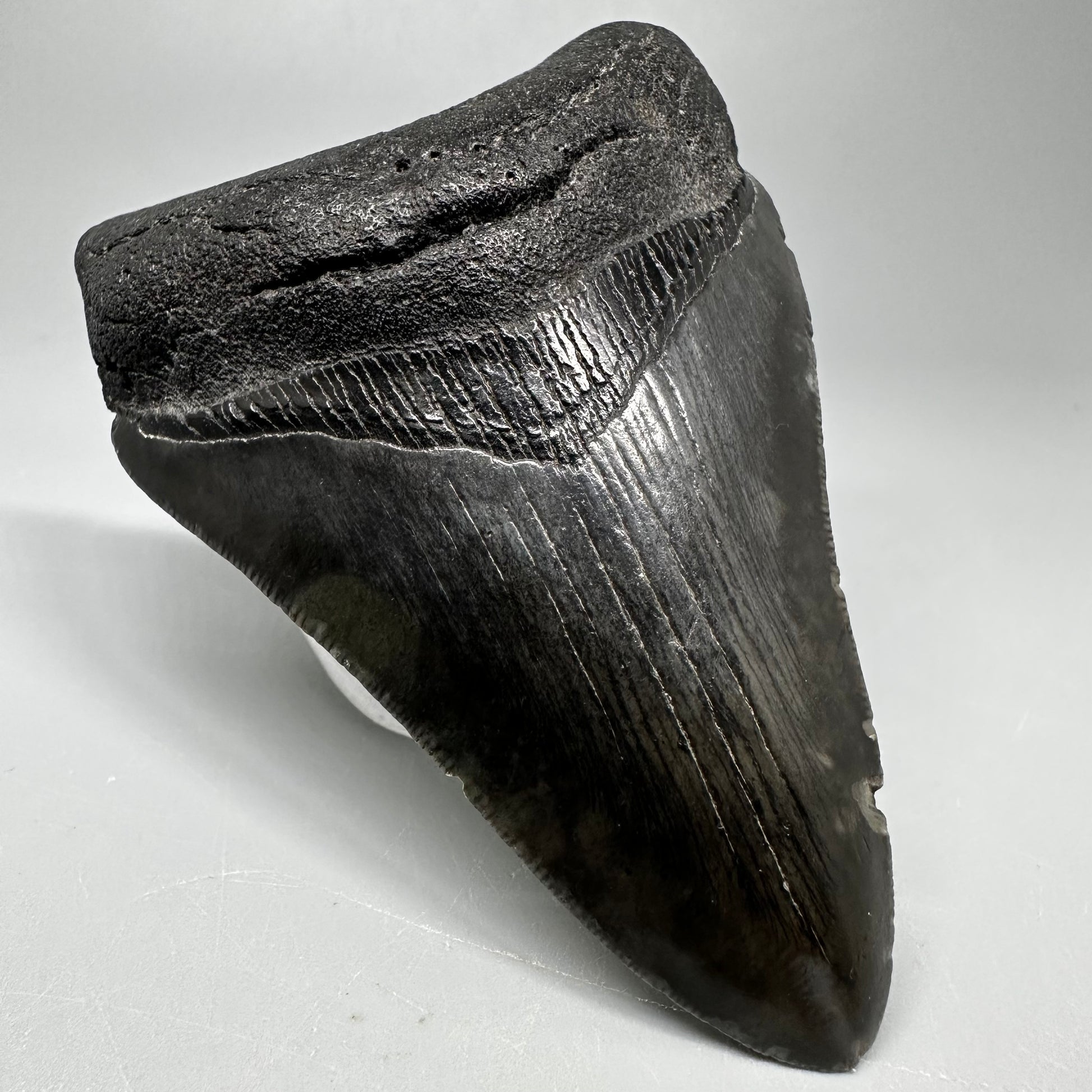 Dark colors 3.82" Fossil Megalodon Tooth:  South Carolina CM5045 - Front Left