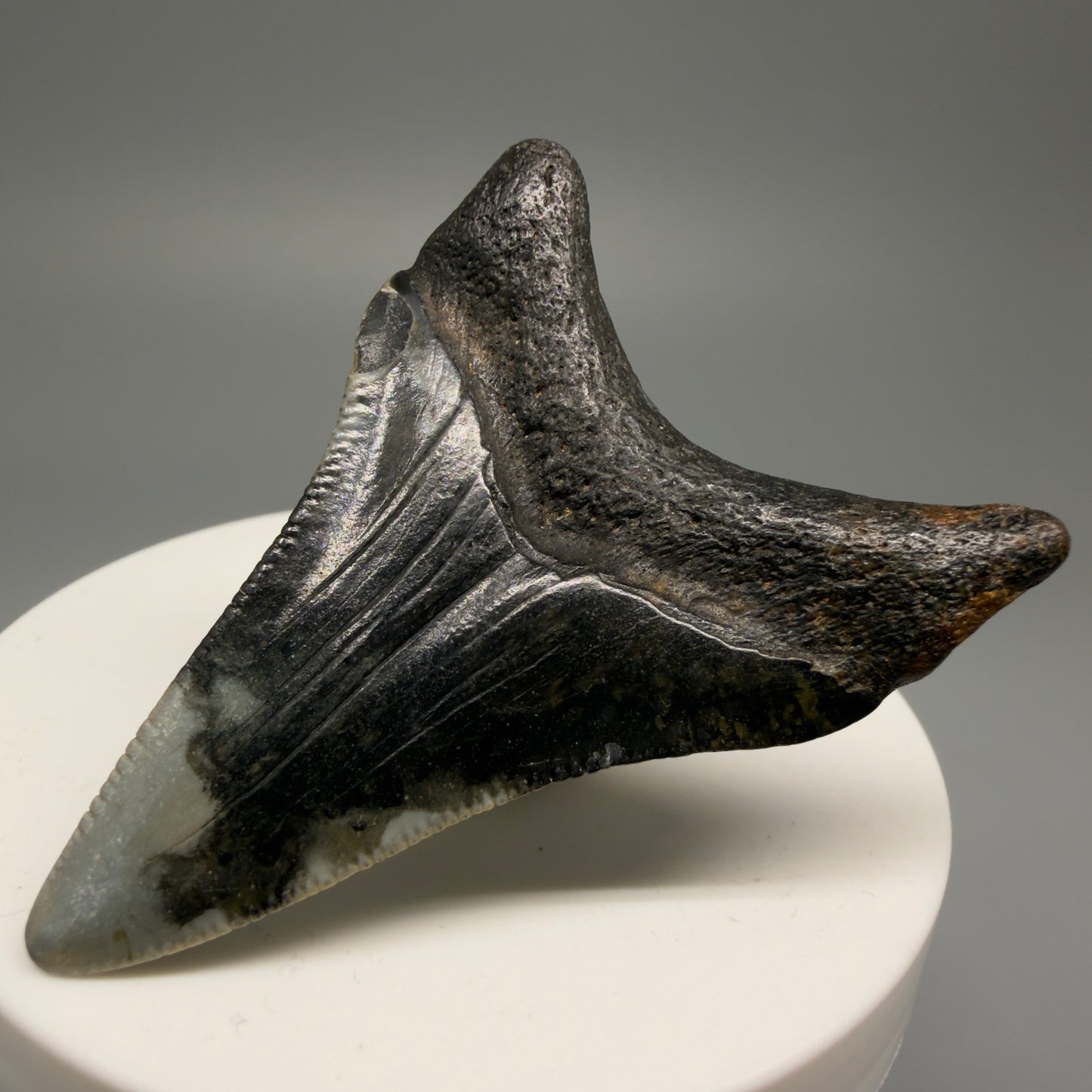 Back Right View 2.29" Fossil Megalodon Tooth - Authentic Carcharocles megalodon Fossil from North Carolina CM5595 
