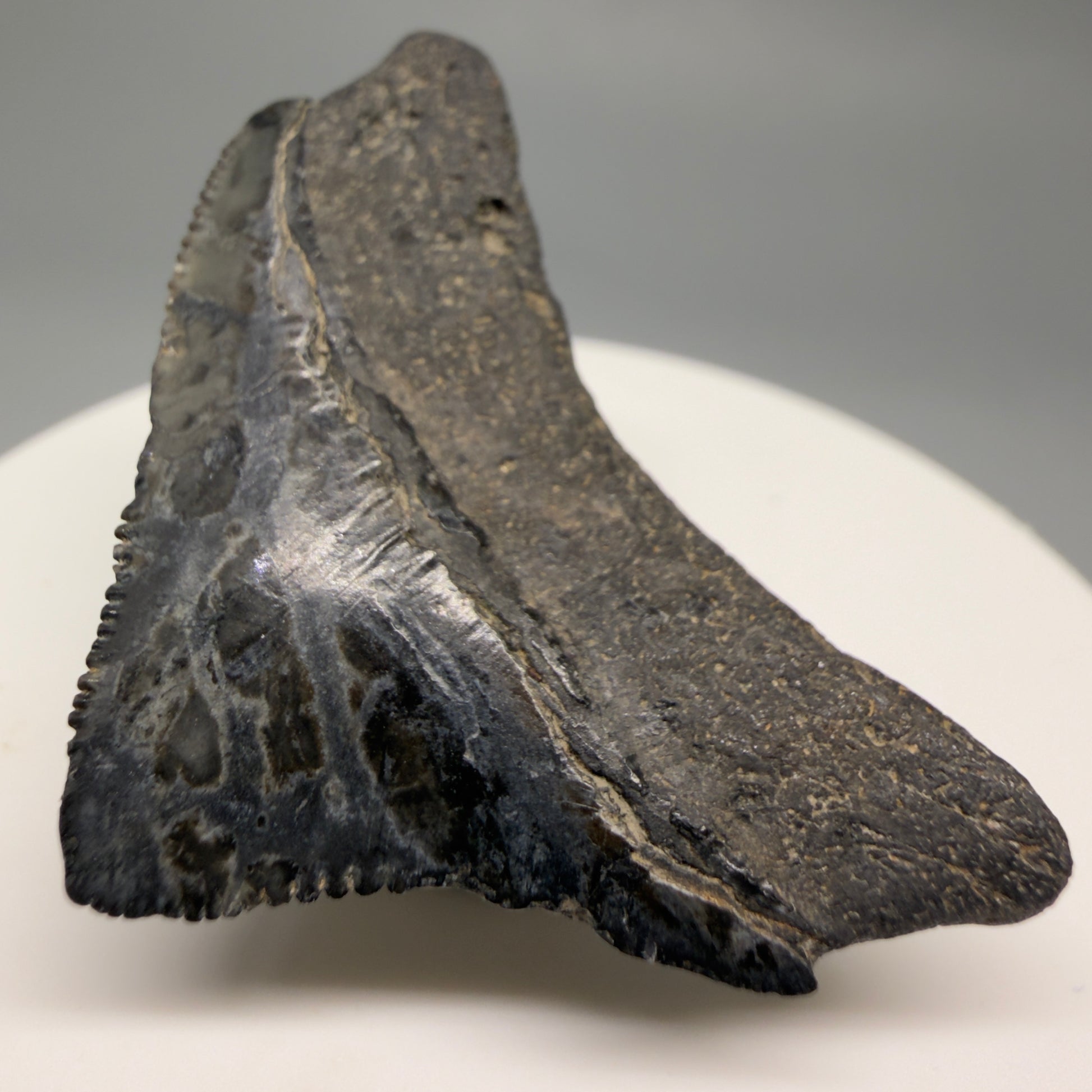 Back Right View Posterior, sharply serrated 1.82" Fossil Megalodon Tooth from South Carolina CM6479