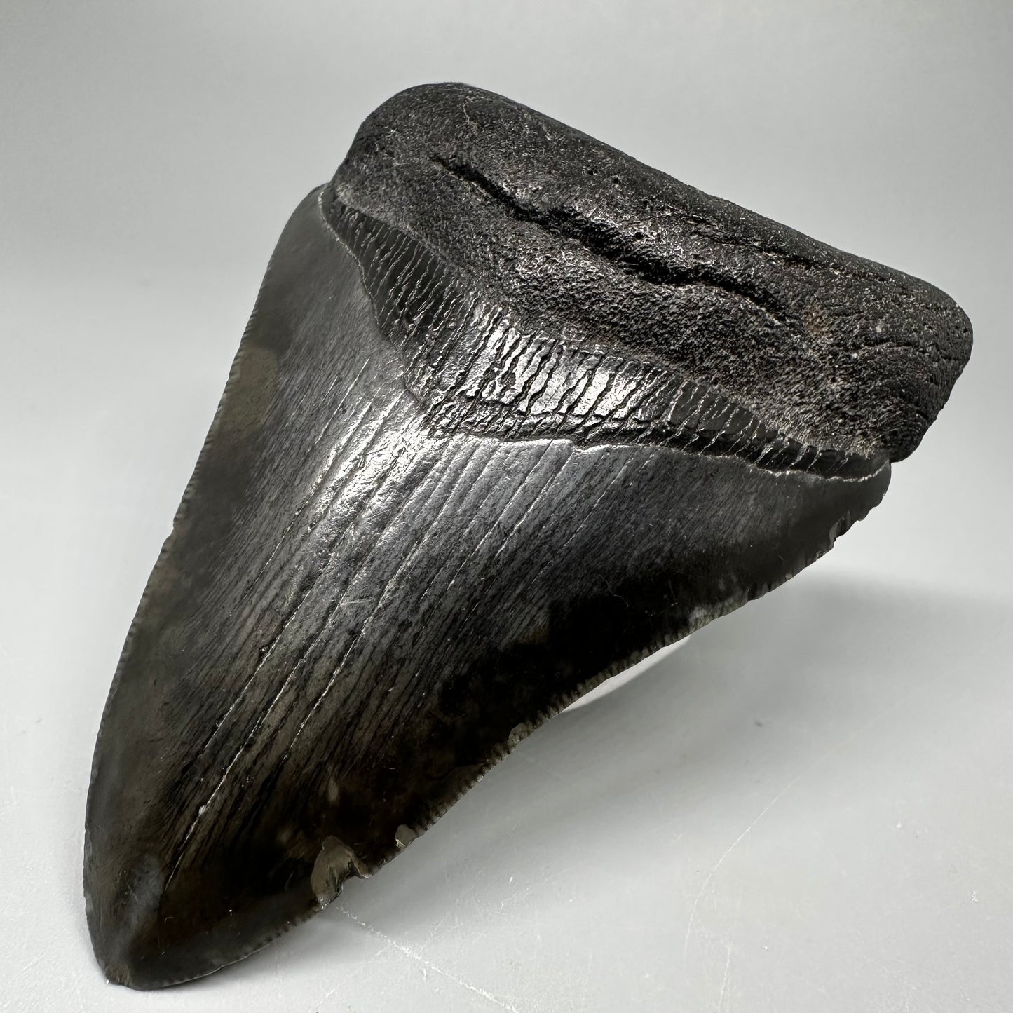 Dark colors 3.82" Fossil Megalodon Tooth:  South Carolina CM5045 - Front Right