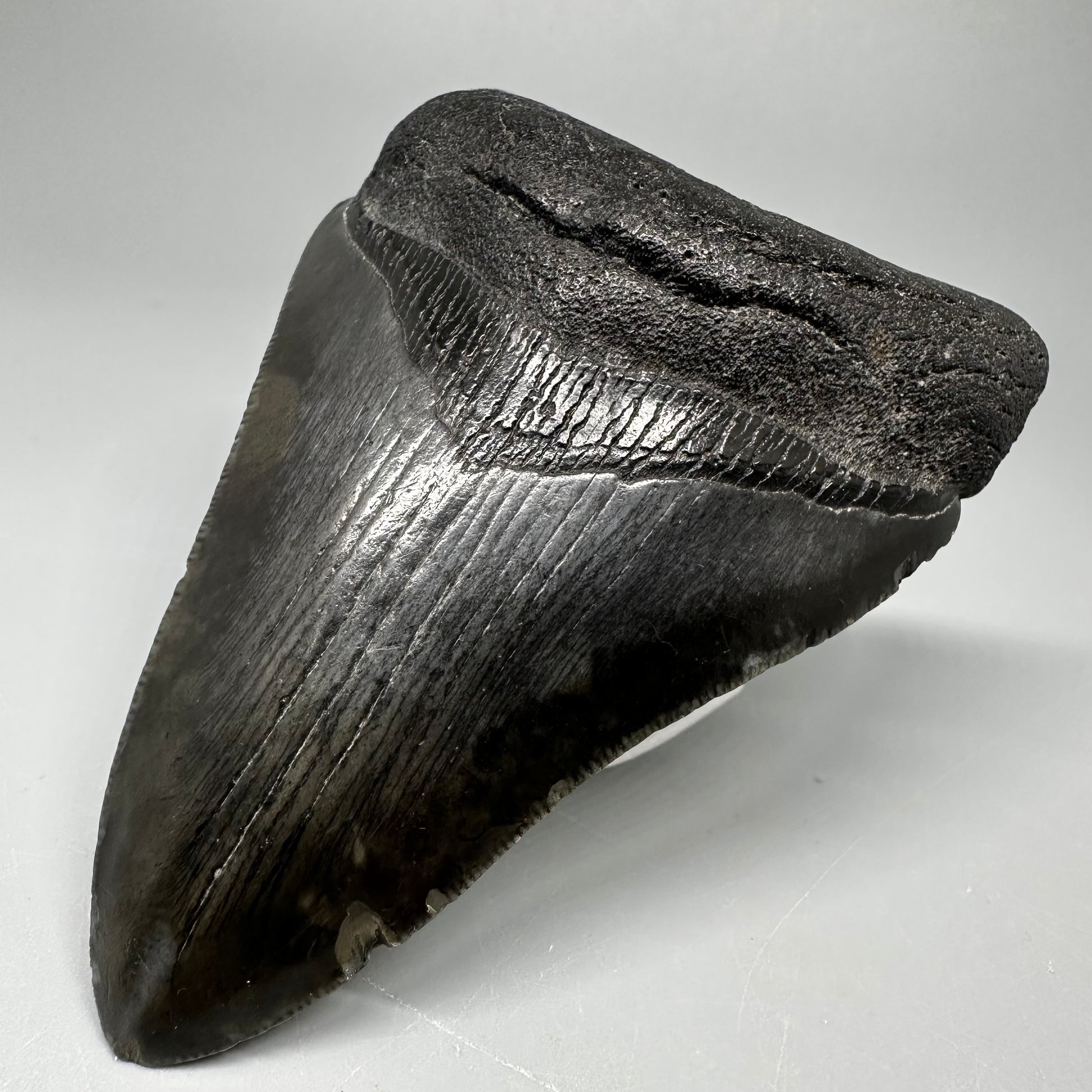 Dark colors 3.82" Fossil Megalodon Tooth:  South Carolina CM5045 - Front Right