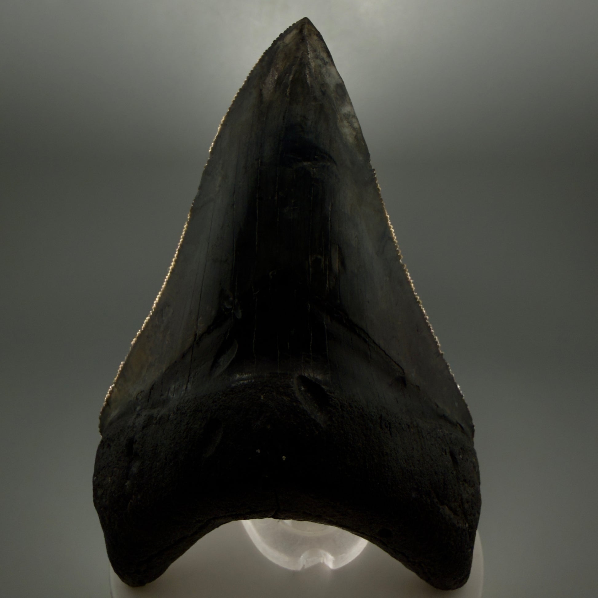 Front View Collector's Quality 4.08" Fossil Megalodon Shark Tooth - Venice, Florida CM6015 - 2