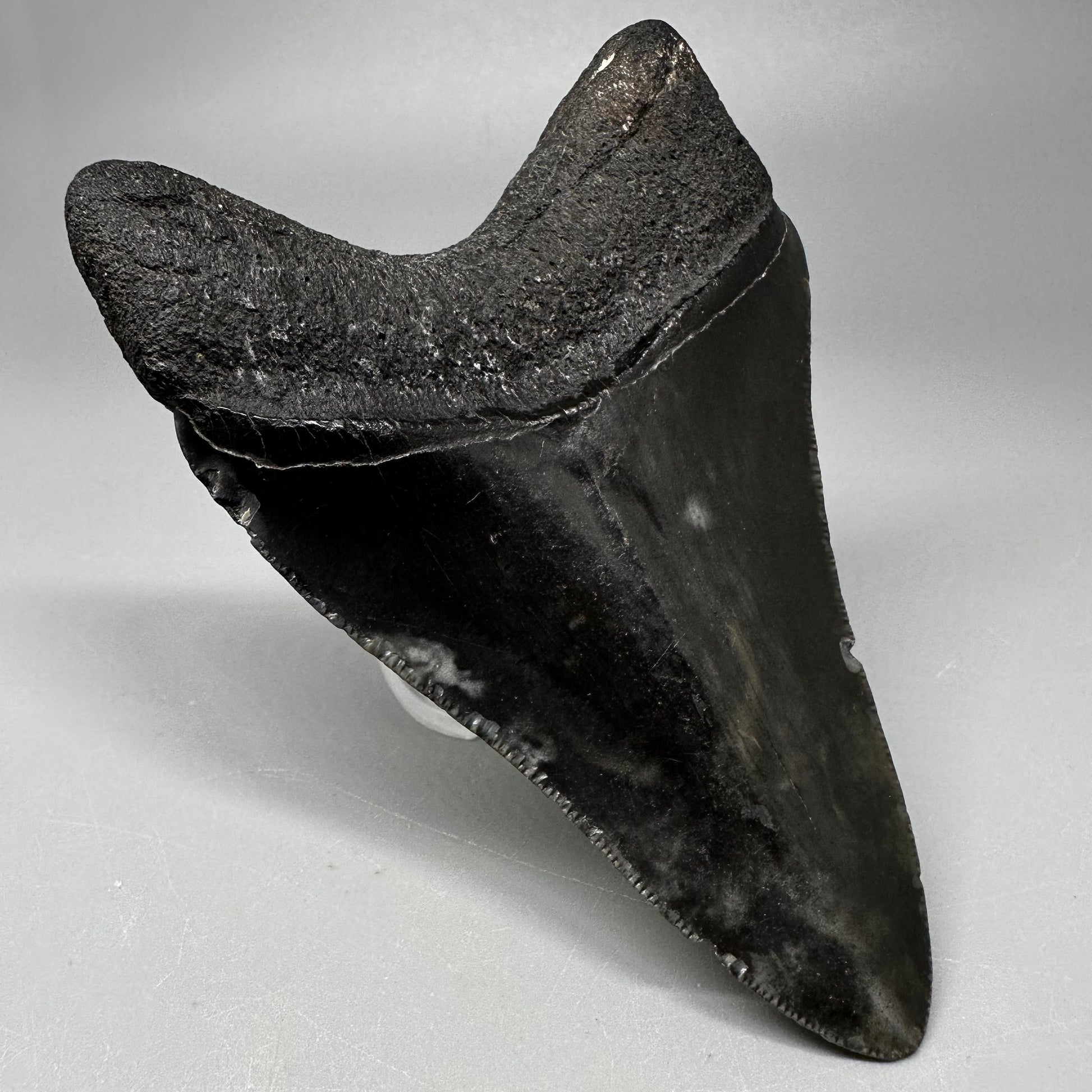Dark colors 3.82" Fossil Megalodon Tooth:  South Carolina CM5045 - Back Left