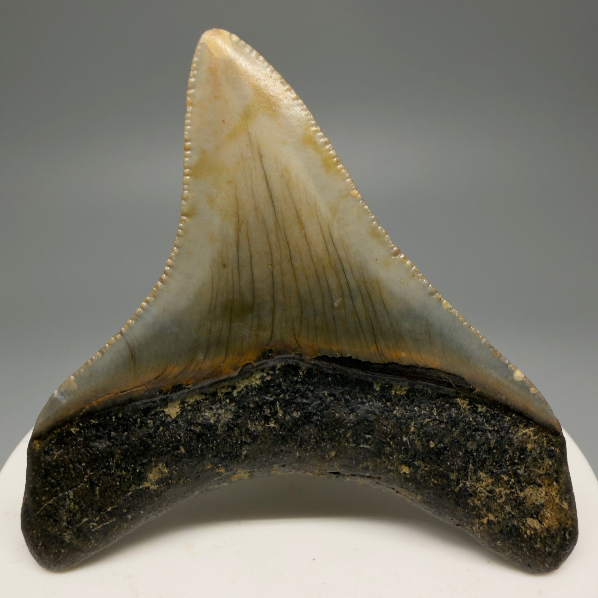 Back View Lateral 2.37" Fossil Megalodon Tooth - Authentic Carcharocles megalodon Fossil from North Carolina CM5596 