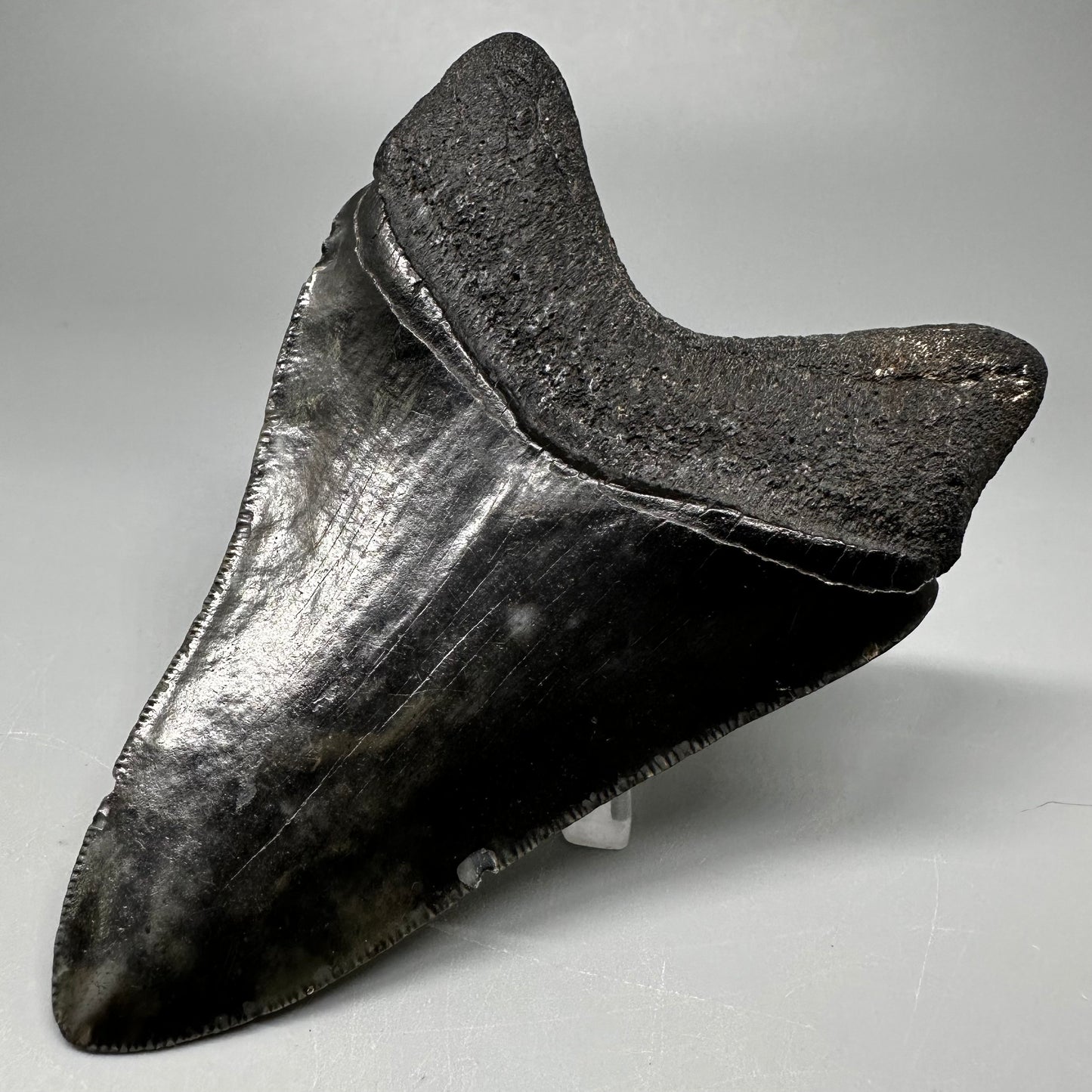 Dark colors 3.82" Fossil Megalodon Tooth:  South Carolina CM5045 - Back Right