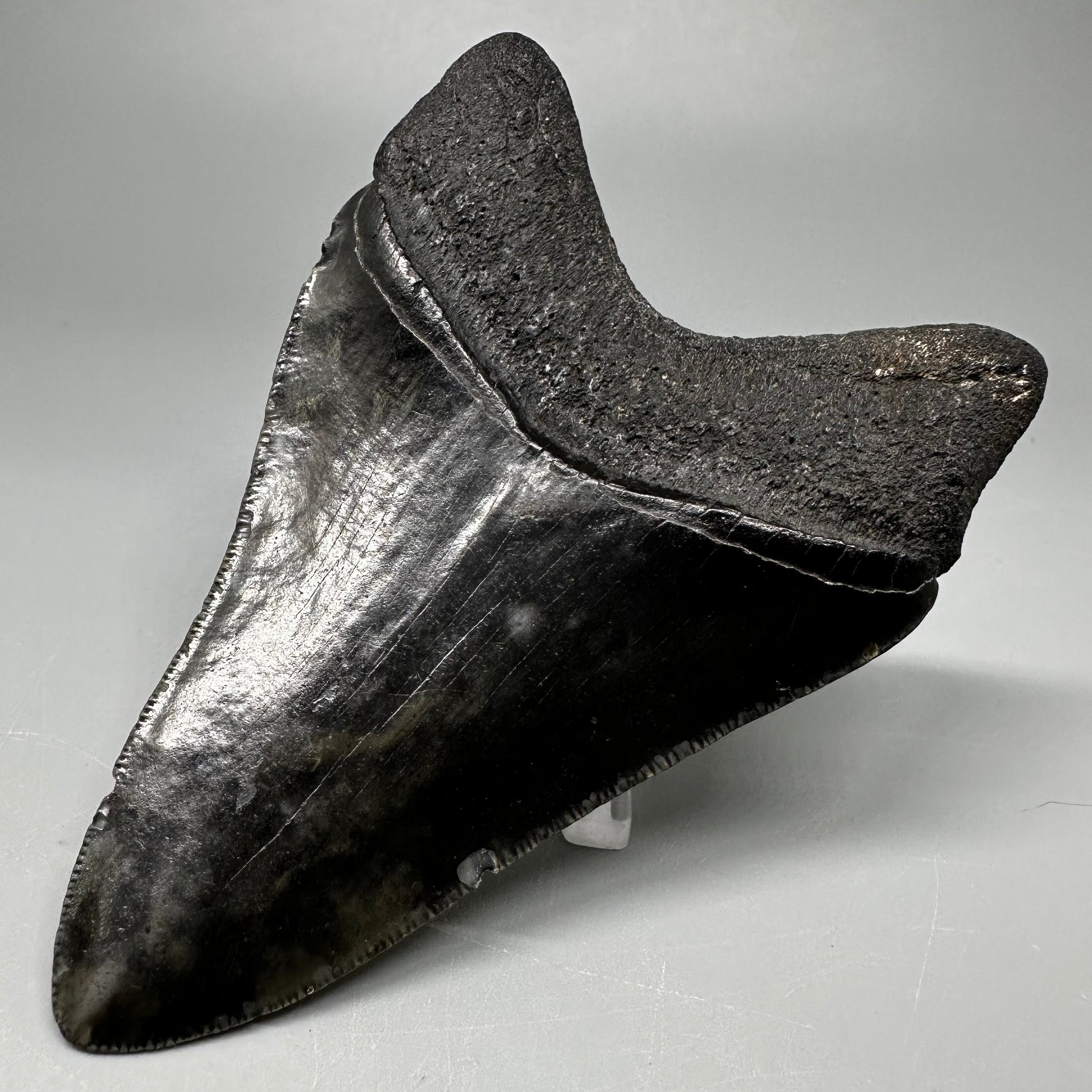 Dark colors 3.82" Fossil Megalodon Tooth:  South Carolina CM5045 - Back Right