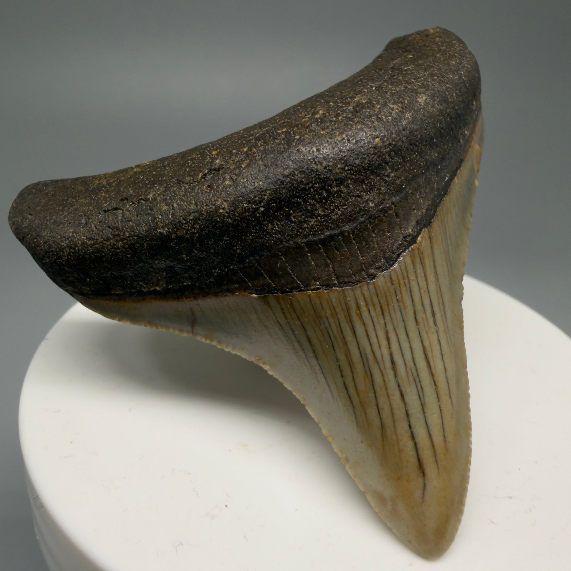 Front Left View Lateral 2.37" Fossil Megalodon Tooth - Authentic Carcharocles megalodon Fossil from North Carolina CM5596 