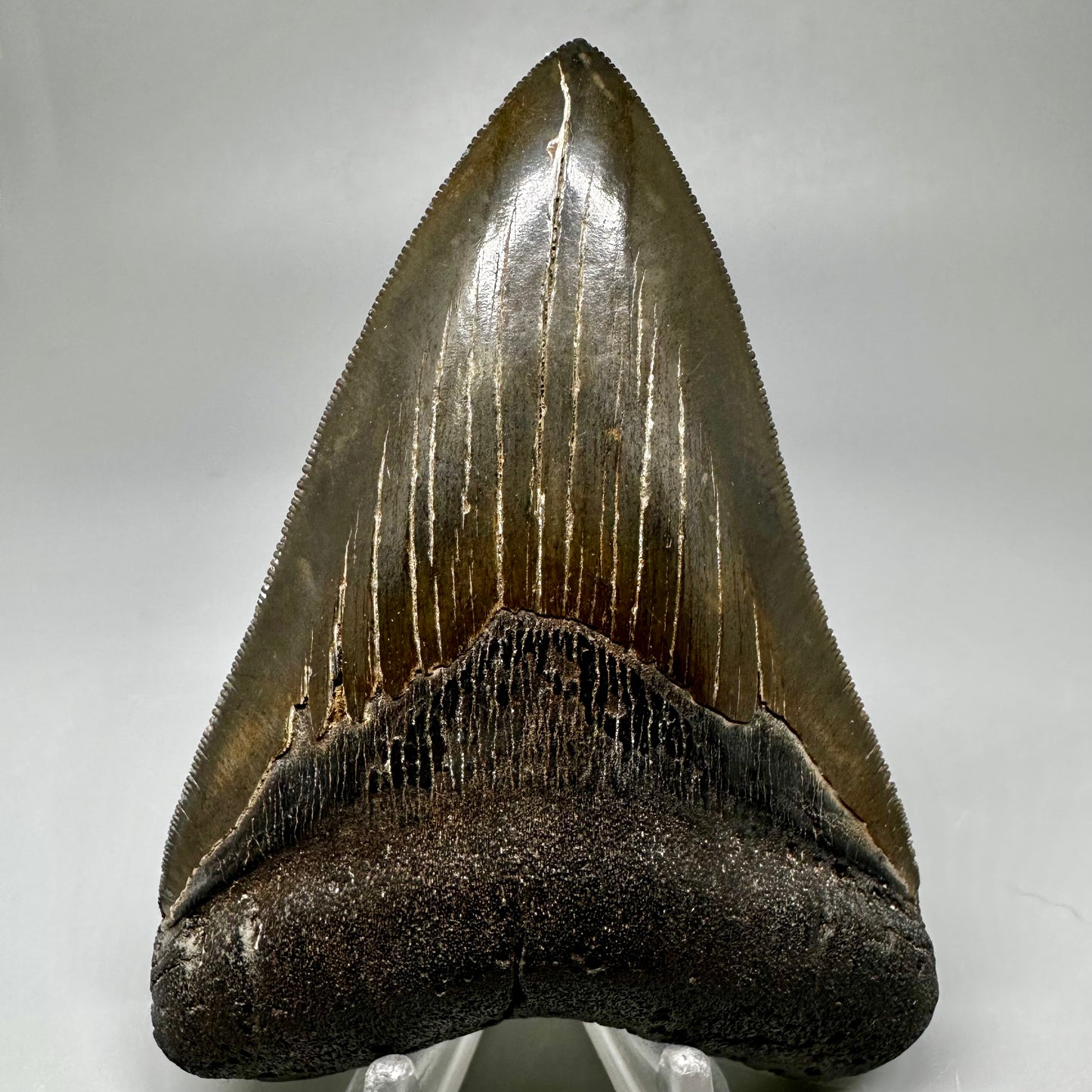 Buy megalodon tooth 3.88" Colorful, serrated - South Carolina CM5046 - Front