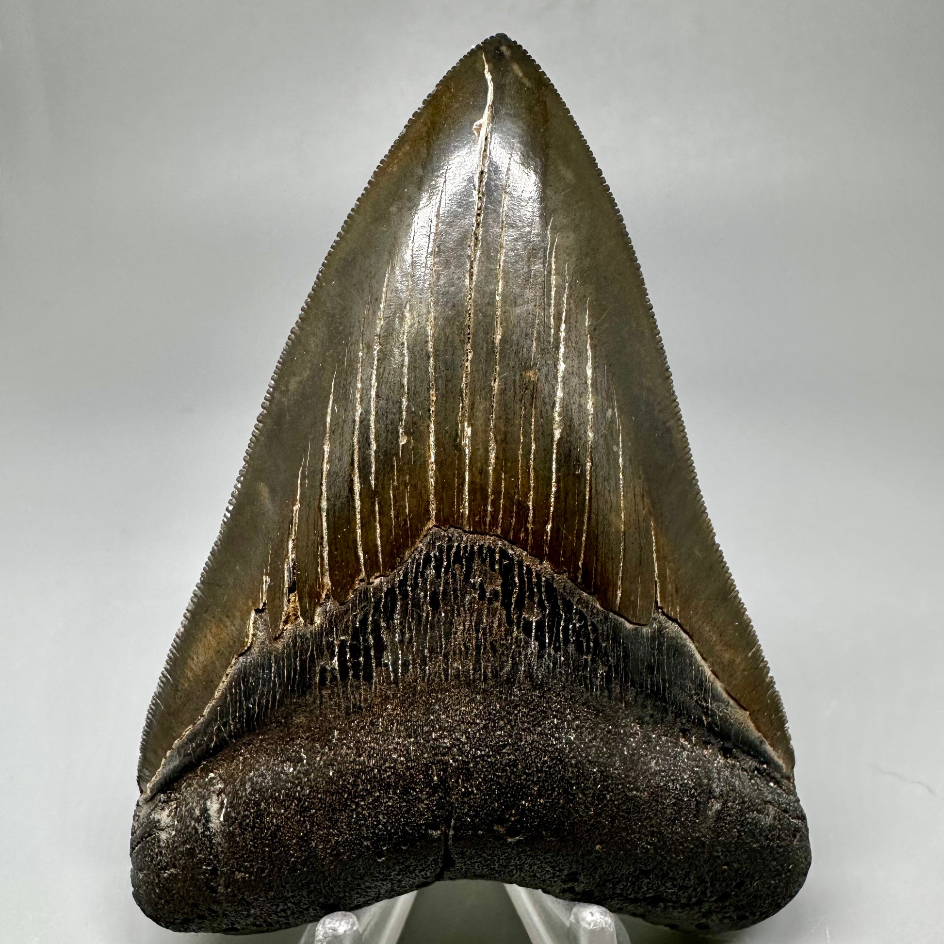 Buy megalodon tooth 3.88" Colorful, serrated - South Carolina CM5046 - Front