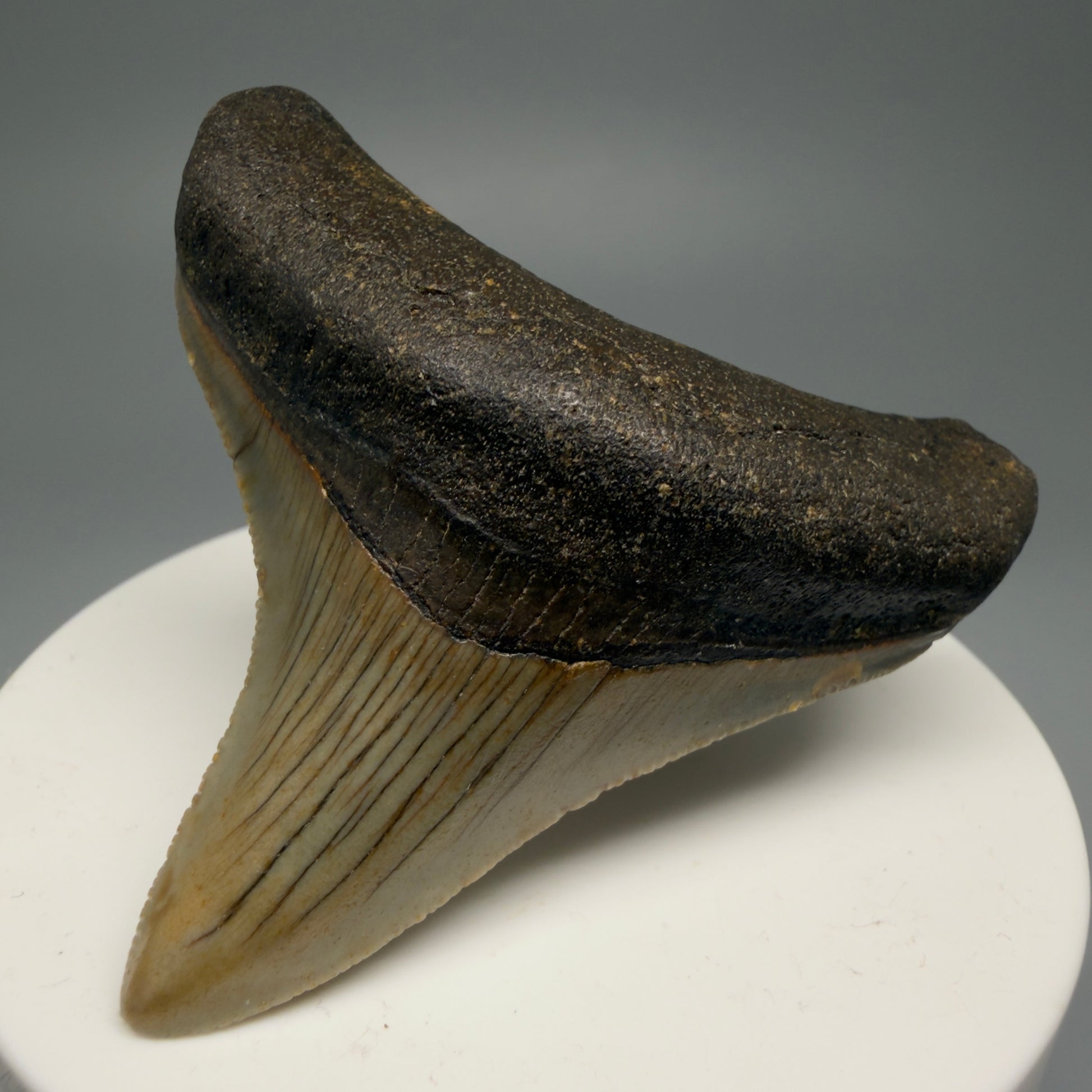 Front Right View Lateral 2.37" Fossil Megalodon Tooth - Authentic Carcharocles megalodon Fossil from North Carolina CM5596 