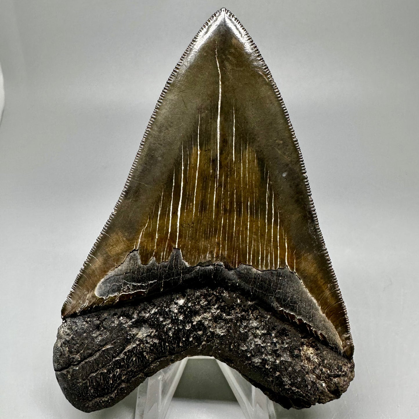 Buy megalodon tooth 3.88" Colorful, serrated - South Carolina CM5046 - Back 