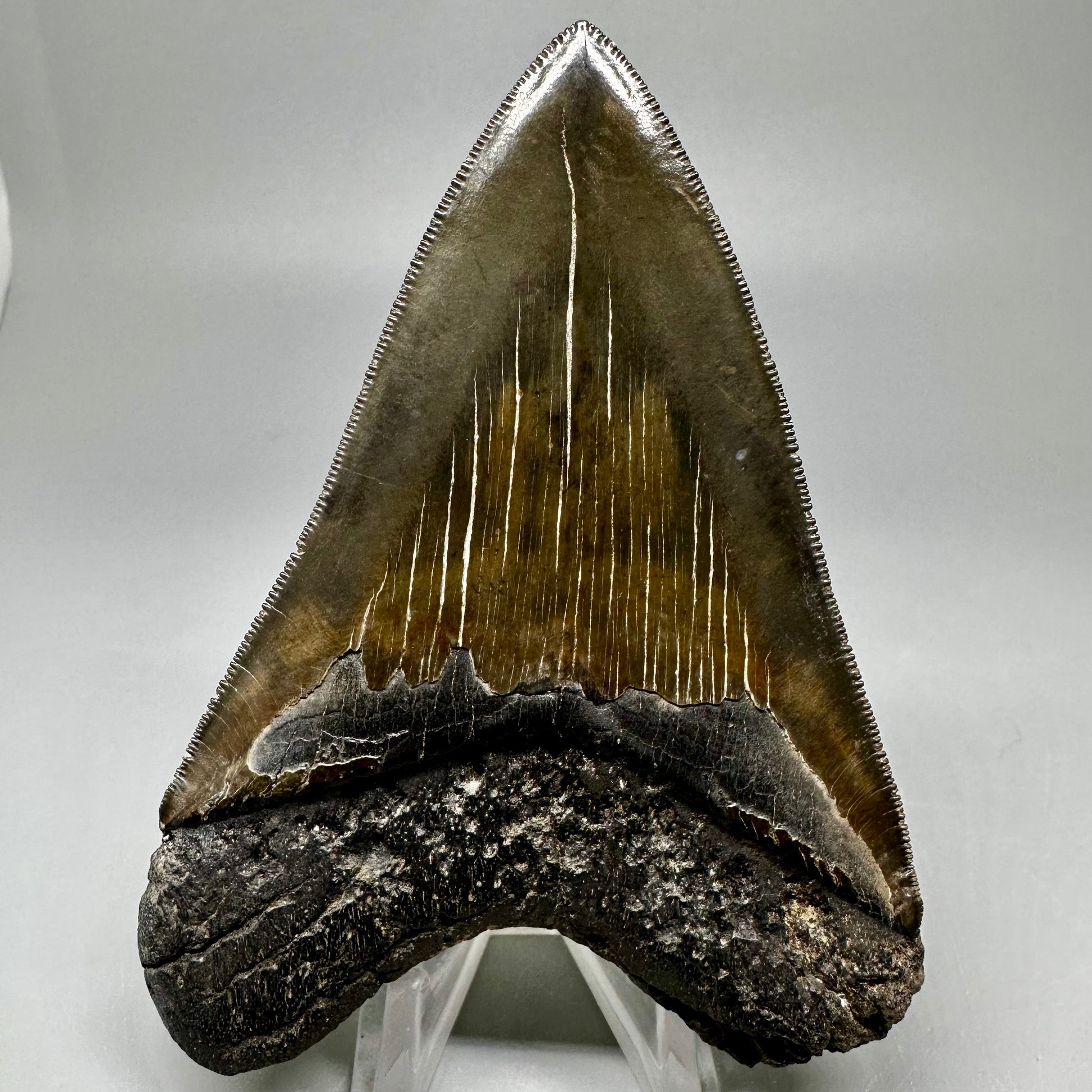 Buy megalodon tooth 3.88" Colorful, serrated - South Carolina CM5046 - Back 