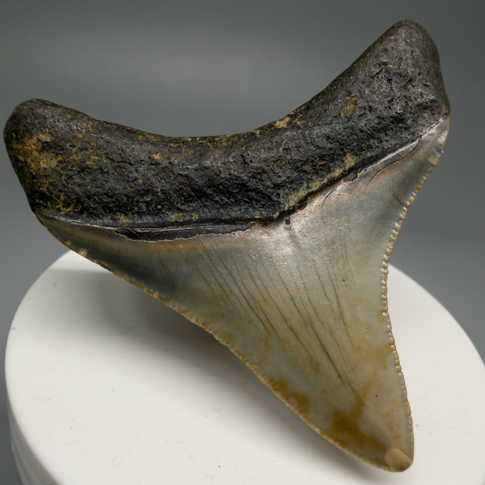 Back Left View Lateral 2.37" Fossil Megalodon Tooth - Authentic Carcharocles megalodon Fossil from North Carolina CM5596 