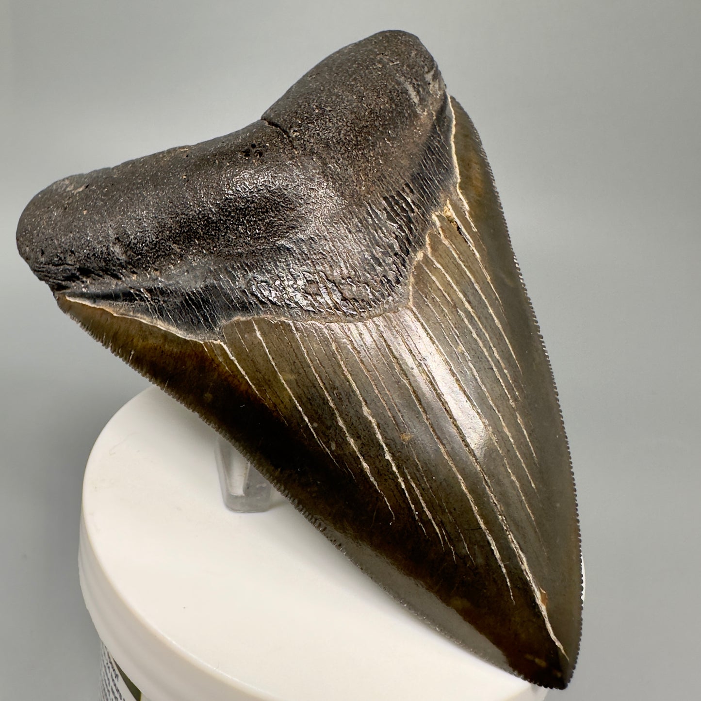 Buy megalodon tooth 3.88" Colorful, serrated - South Carolina CM5046 - Front Left