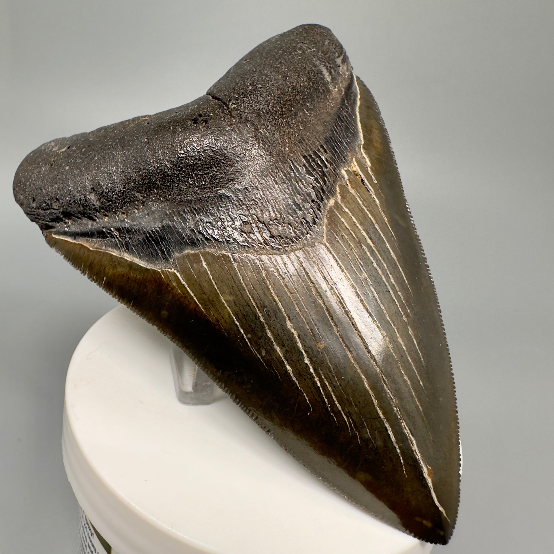 Buy megalodon tooth 3.88" Colorful, serrated - South Carolina CM5046 - Front Left