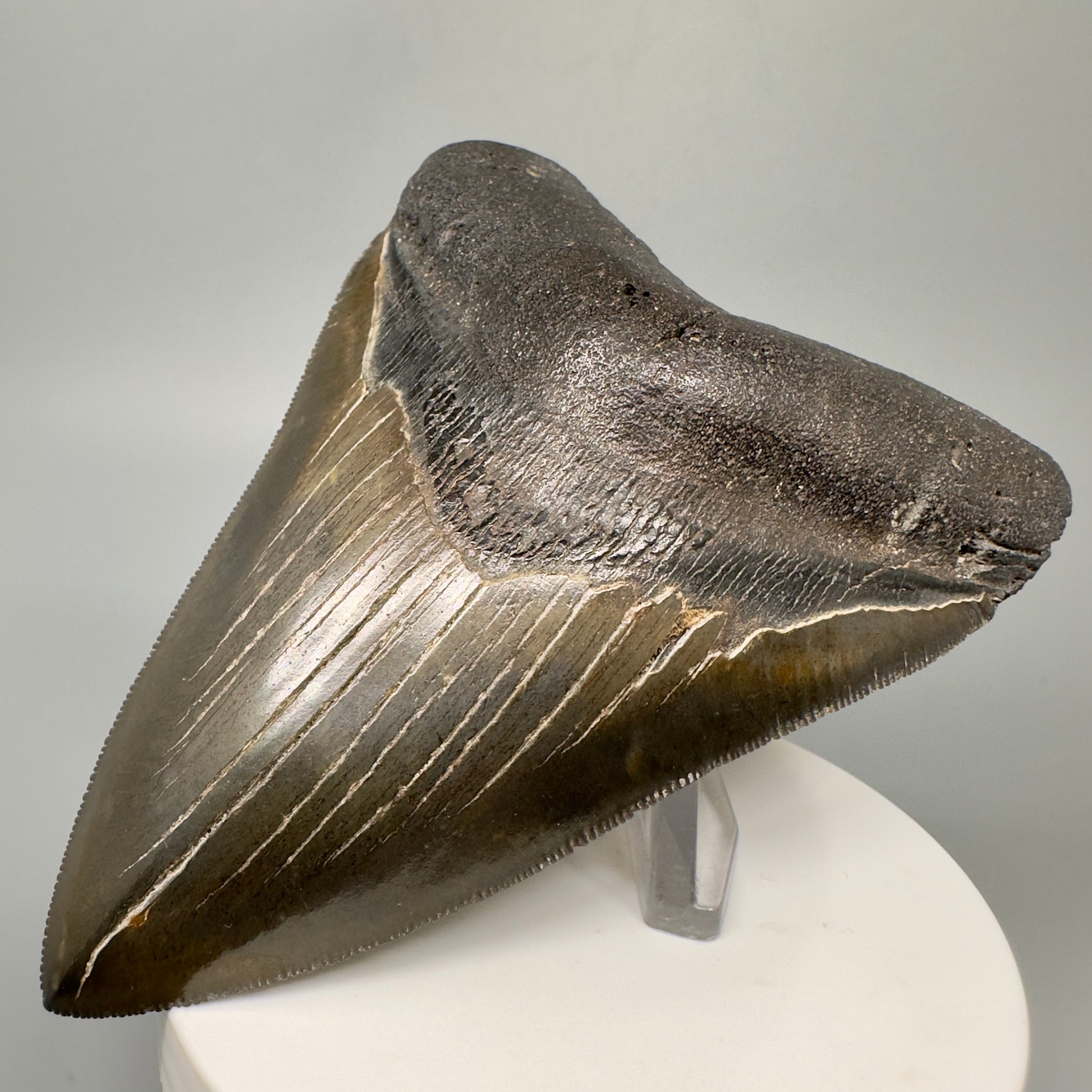 Buy megalodon tooth 3.88" Colorful, serrated - South Carolina CM5046 - Front Right