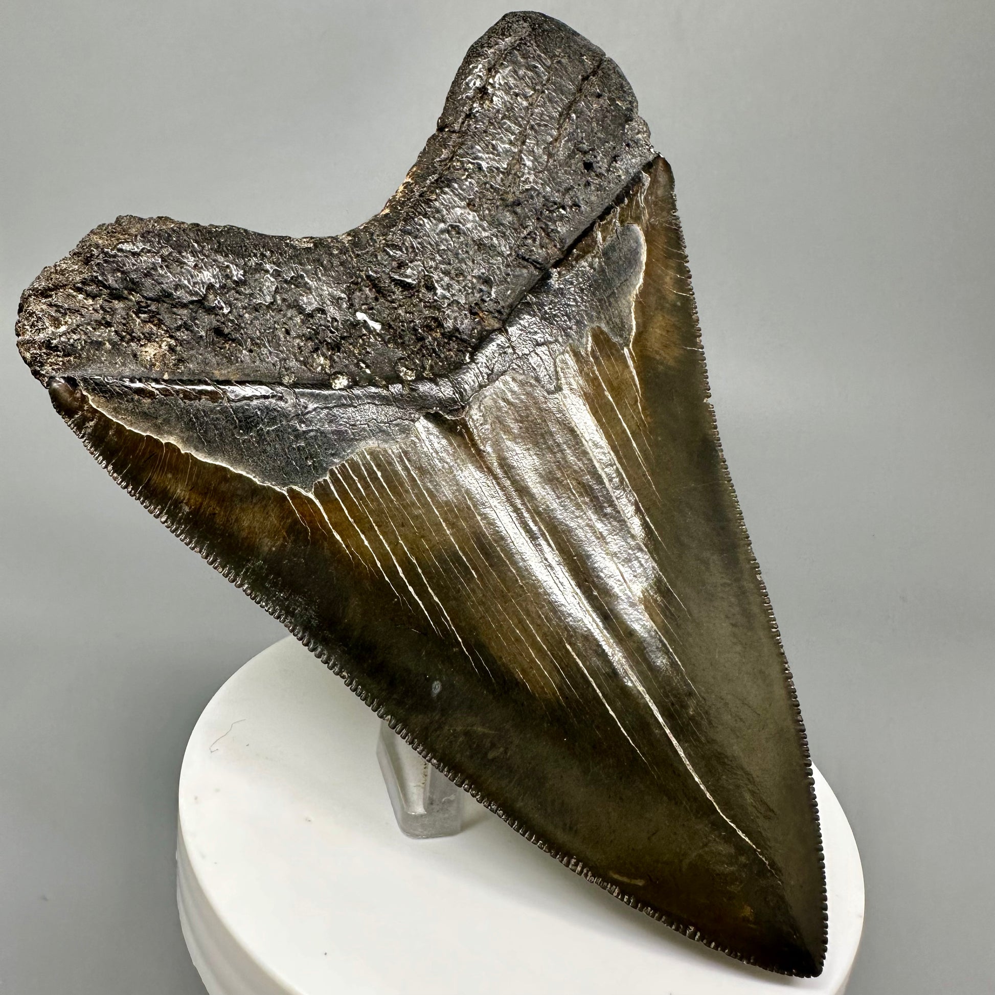 Buy megalodon tooth 3.88" Colorful, serrated - South Carolina CM5046 - Back Left