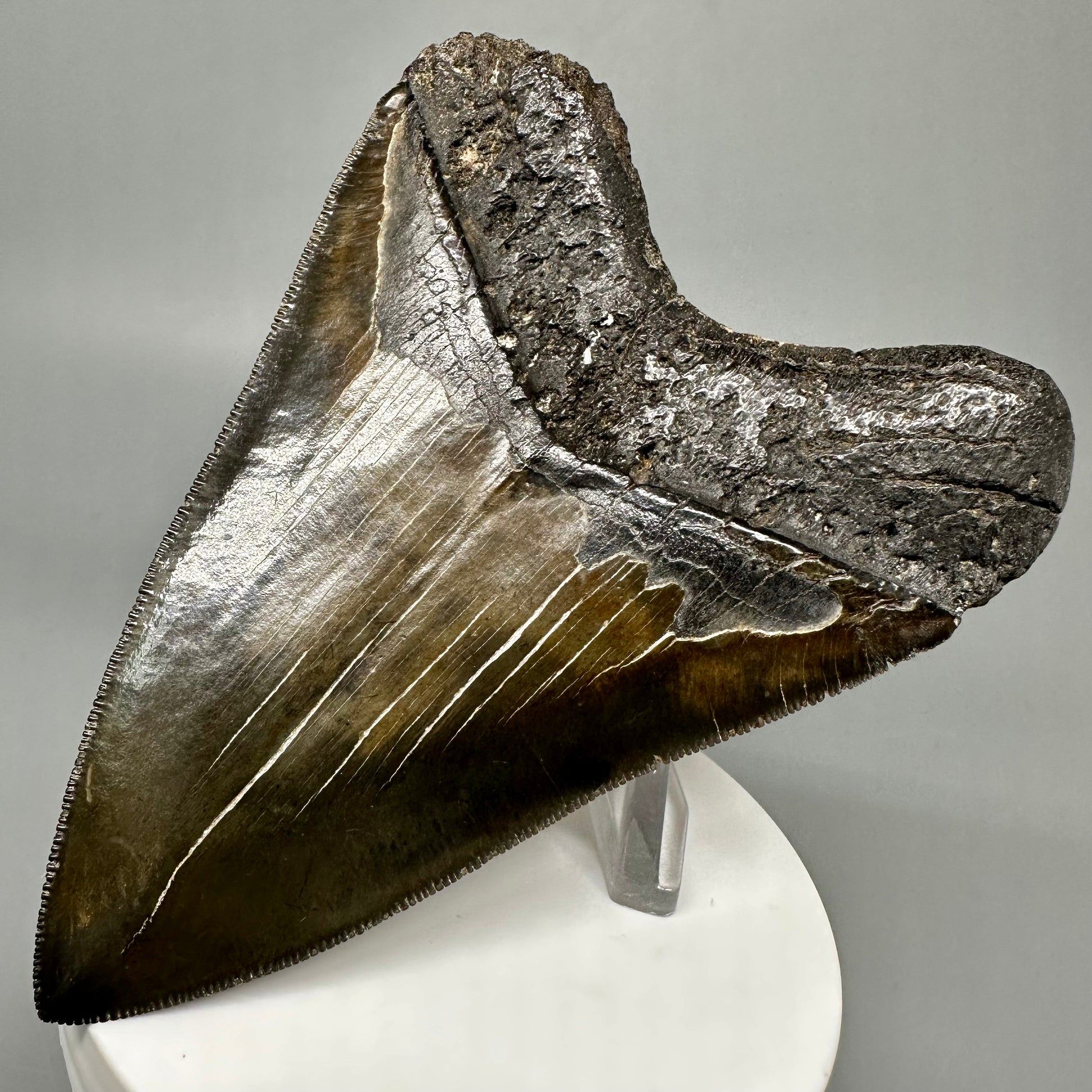 Buy megalodon tooth 3.88" Colorful, serrated - South Carolina CM5046 - Back Right