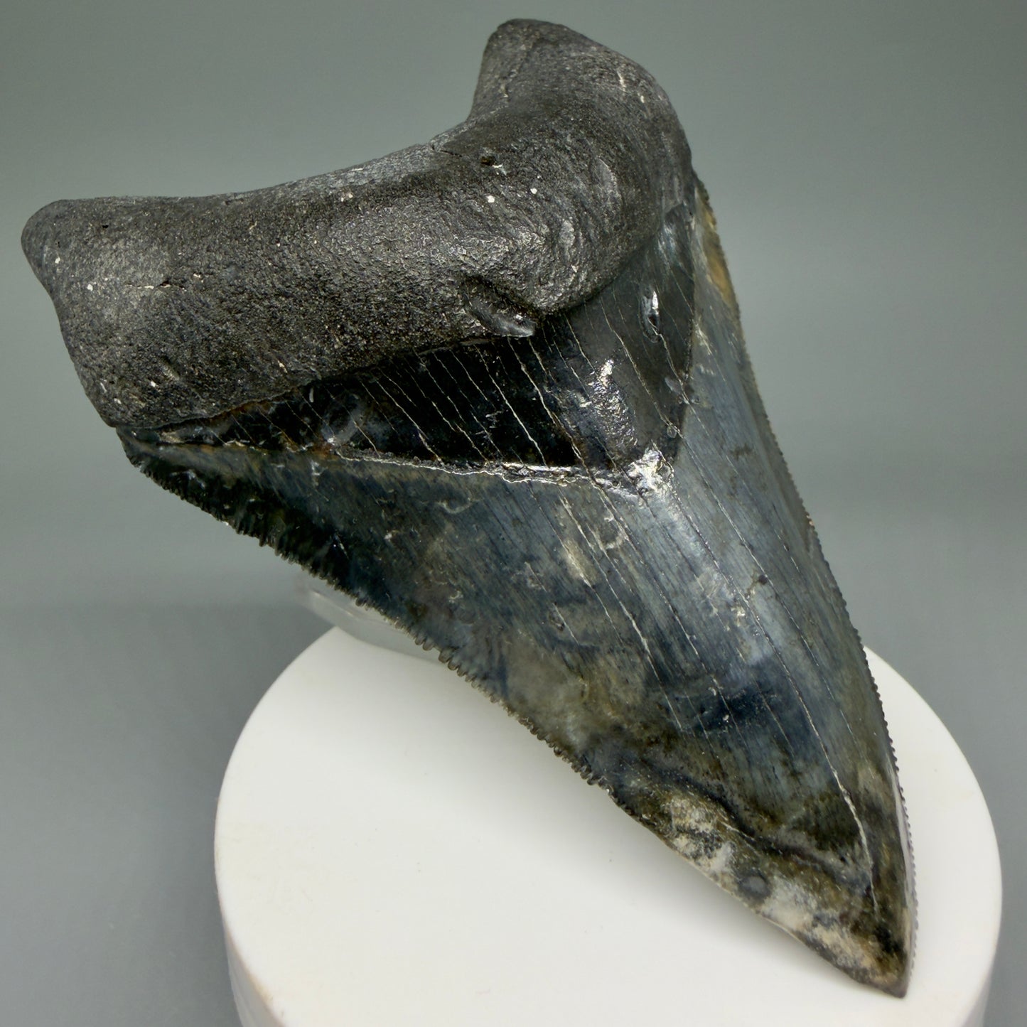 Front Left View Collector's Quality 4.08" Fossil Megalodon Shark Tooth - Venice, Florida CM6015
