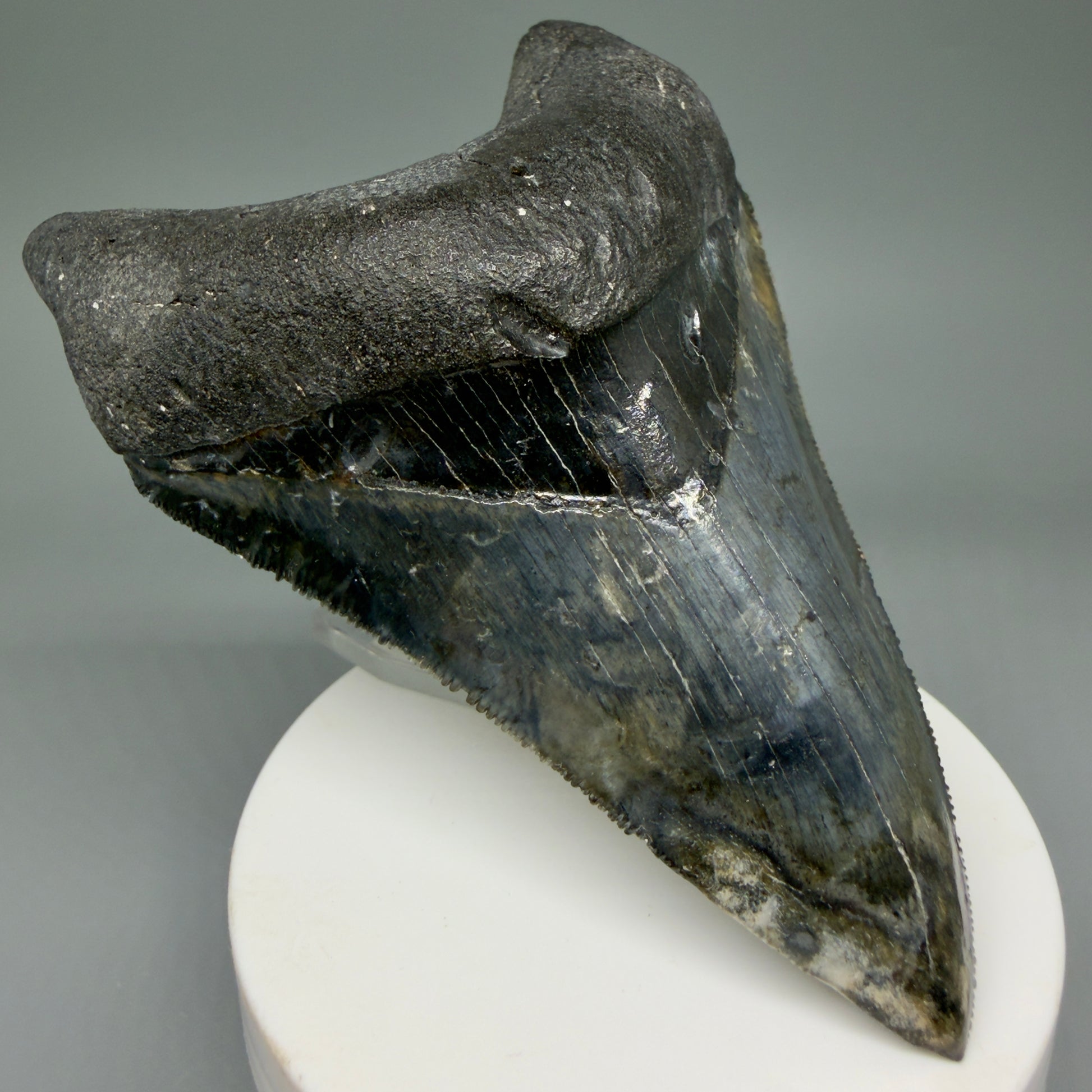 Front Left View Collector's Quality 4.08" Fossil Megalodon Shark Tooth - Venice, Florida CM6015
