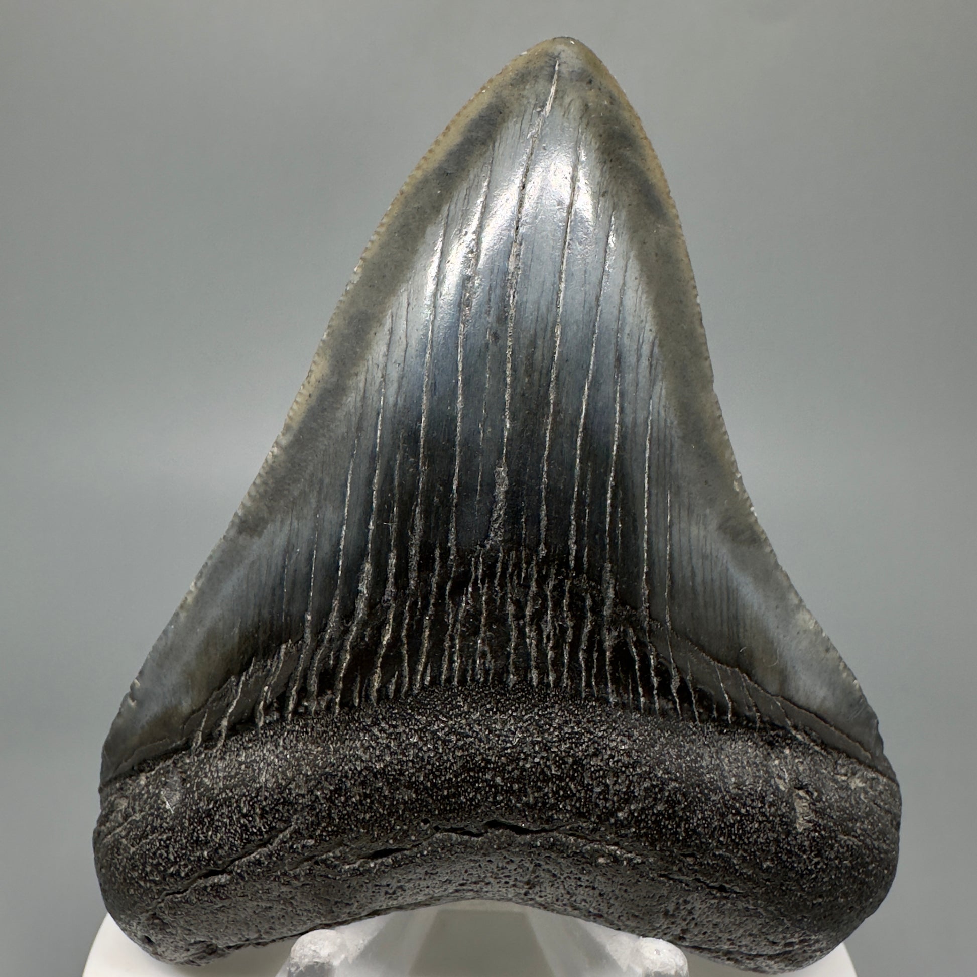 Dark colors 3.38" Fossil Megalodon Tooth:  South Carolina CM5044 - Front