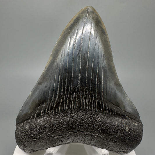 Dark colors 3.38" Fossil Megalodon Tooth:  South Carolina CM5044 - Front