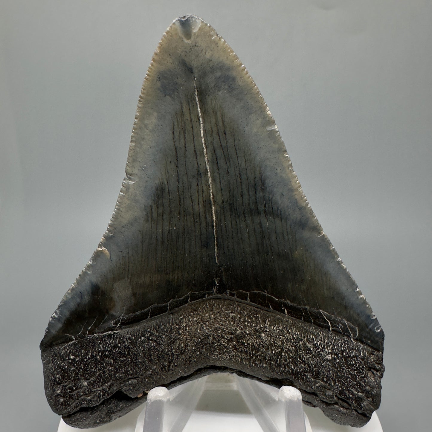 Dark colors 3.38" Fossil Megalodon Tooth:  South Carolina CM5044 - Back