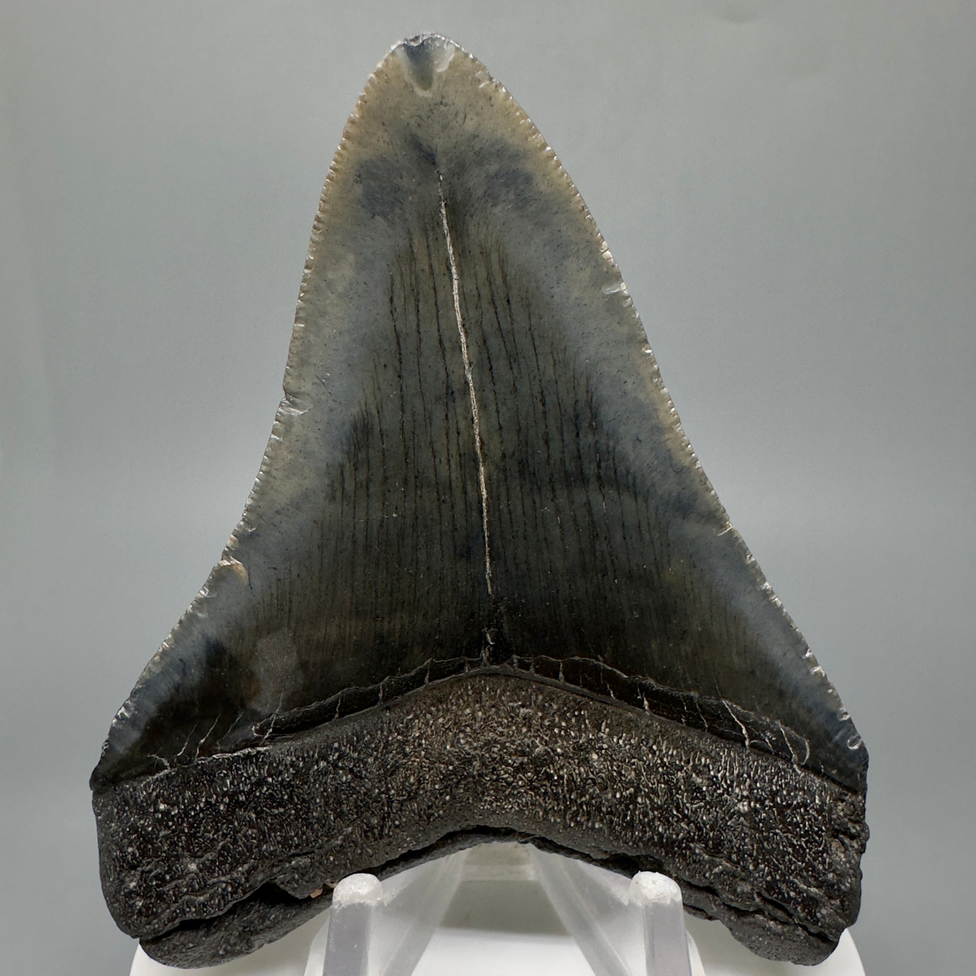 Dark colors 3.38" Fossil Megalodon Tooth:  South Carolina CM5044 - Back