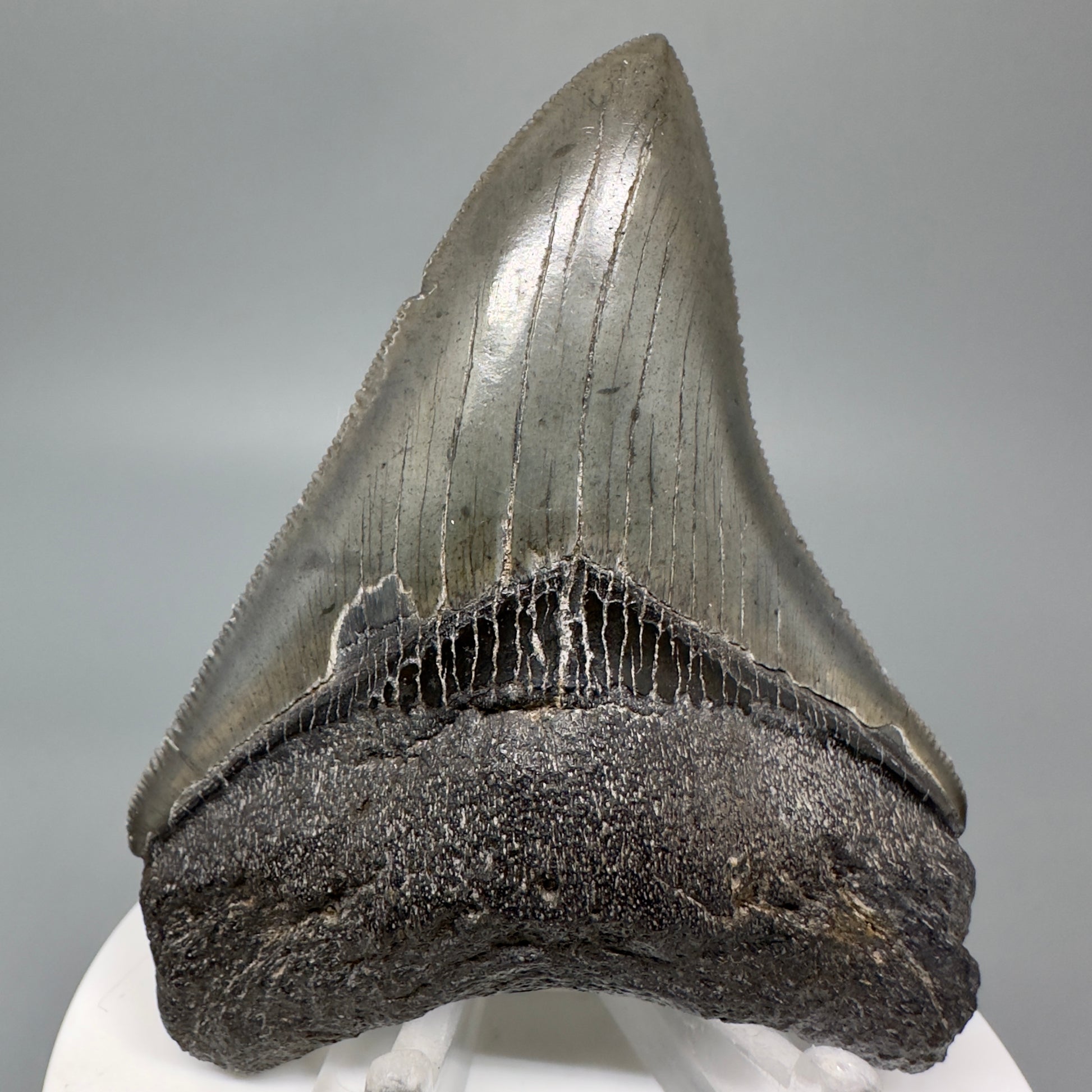 Dark colors, serrated 3.05" Fossil Megalodon Shark Tooth from South Carolina CM5043 - Front 