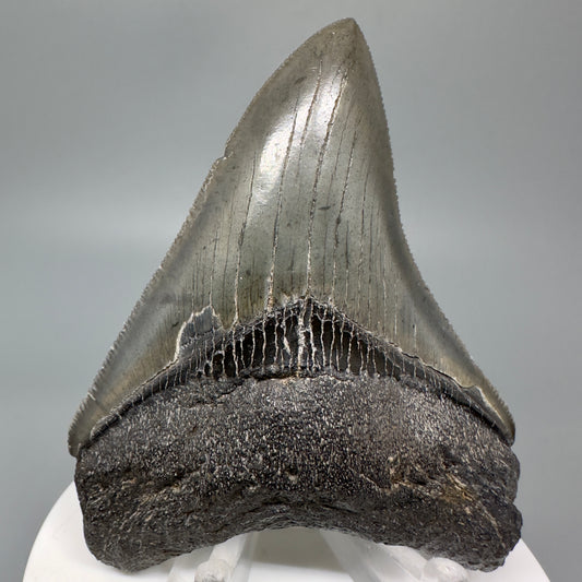 Dark colors, serrated 3.05" Fossil Megalodon Shark Tooth from South Carolina CM5043 - Front 