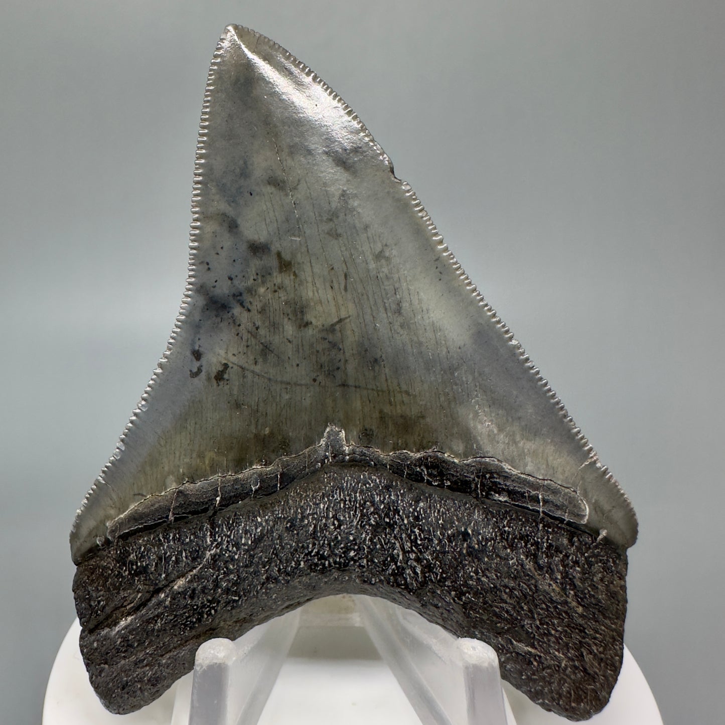 Dark colors, serrated 3.05" Fossil Megalodon Shark Tooth from South Carolina CM5043 - Back 