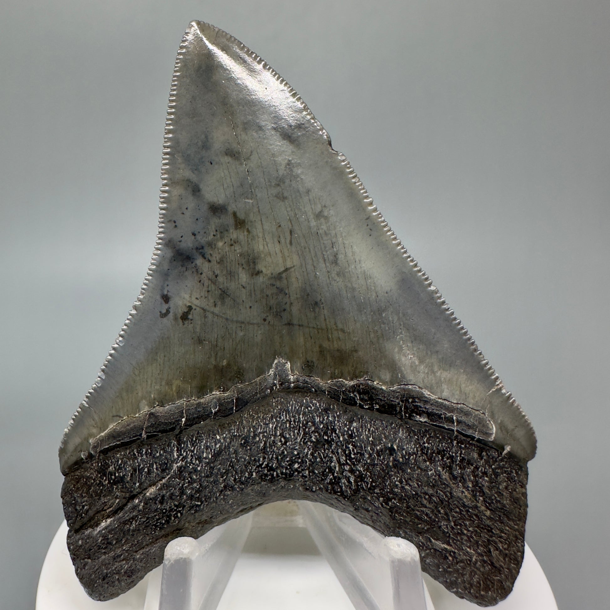 Dark colors, serrated 3.05" Fossil Megalodon Shark Tooth from South Carolina CM5043 - Back 