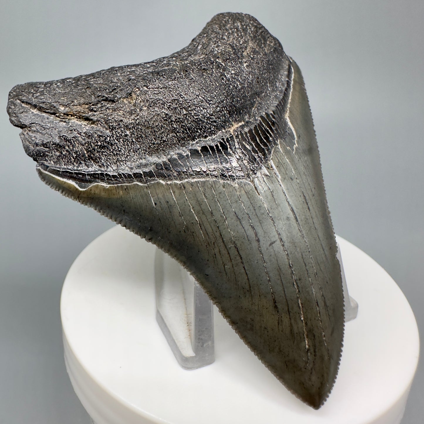 Dark colors, serrated 3.05" Fossil Megalodon Shark Tooth from South Carolina CM5043 - Front Left