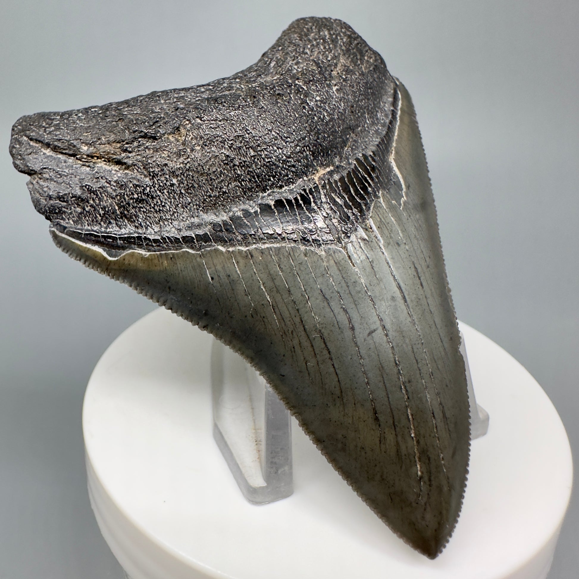 Dark colors, serrated 3.05" Fossil Megalodon Shark Tooth from South Carolina CM5043 - Front Left