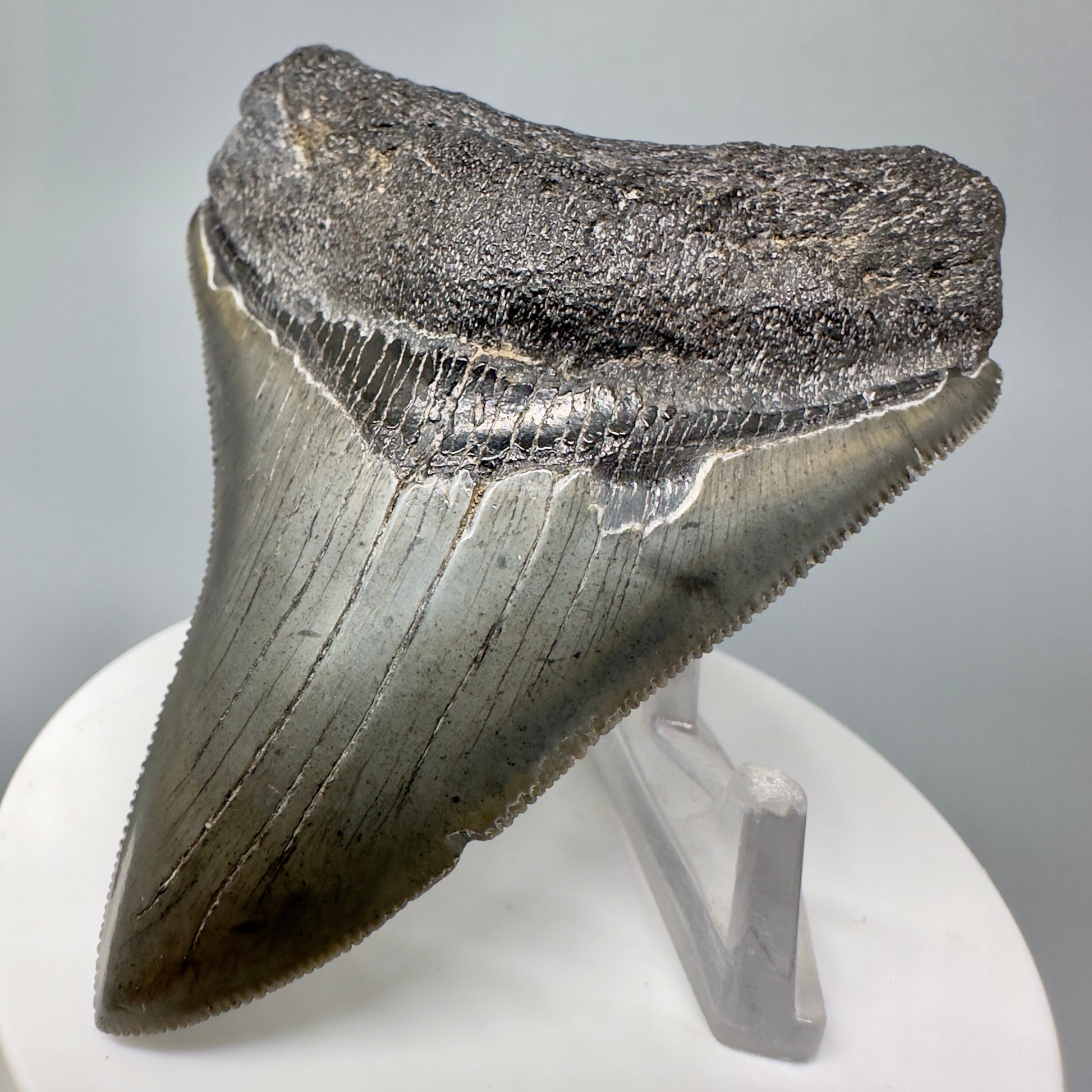 Dark colors, serrated 3.05" Fossil Megalodon Shark Tooth from South Carolina CM5043 - Front Right
