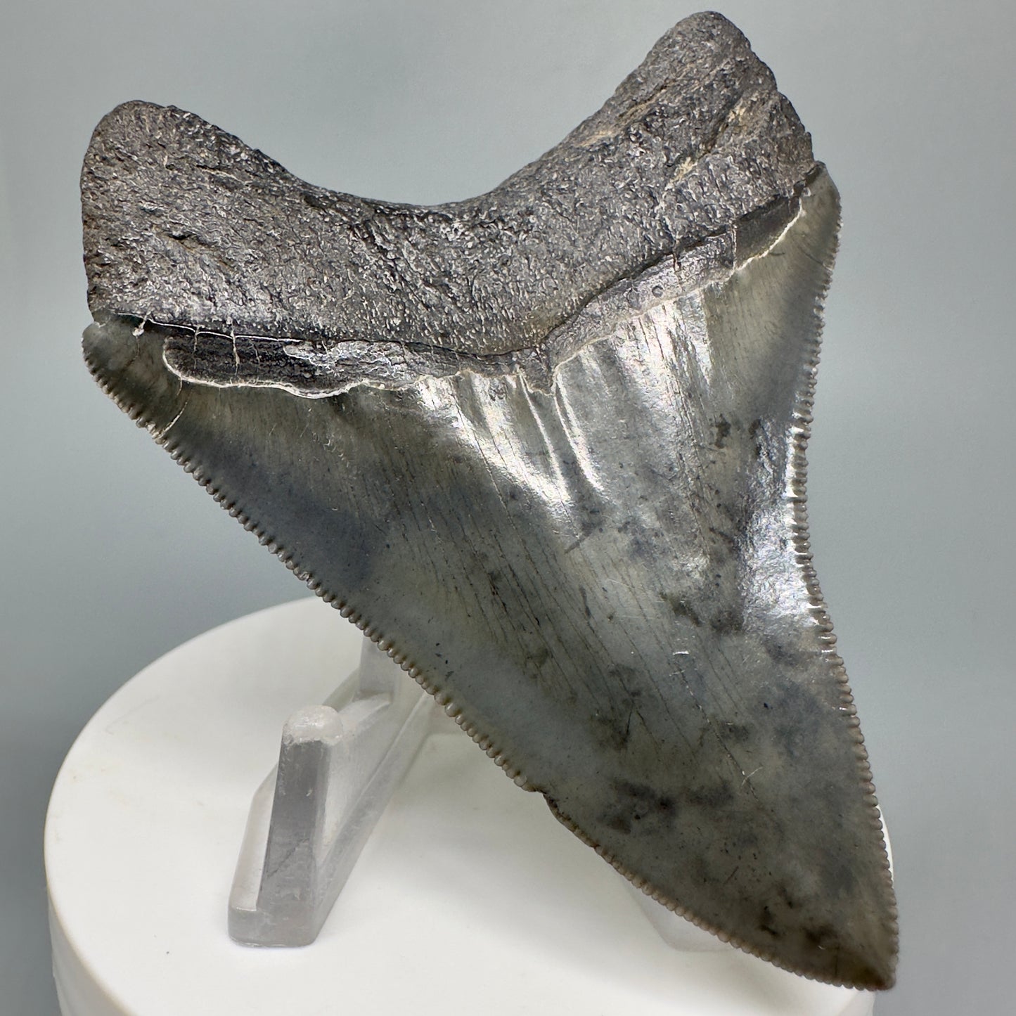 Dark colors, serrated 3.05" Fossil Megalodon Shark Tooth from South Carolina CM5043 - Back Left