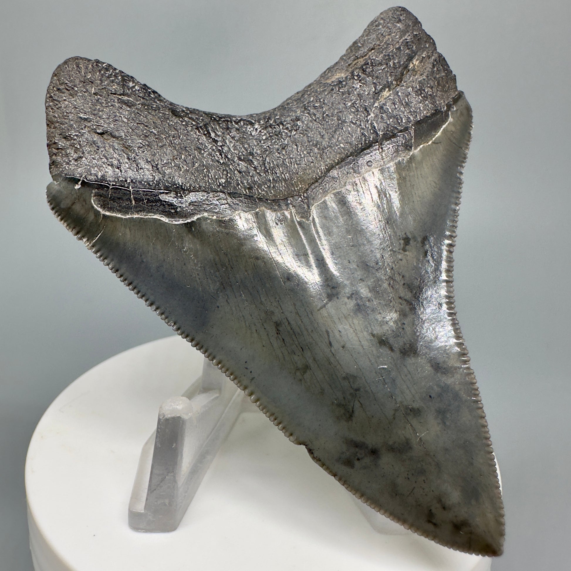 Dark colors, serrated 3.05" Fossil Megalodon Shark Tooth from South Carolina CM5043 - Back Left