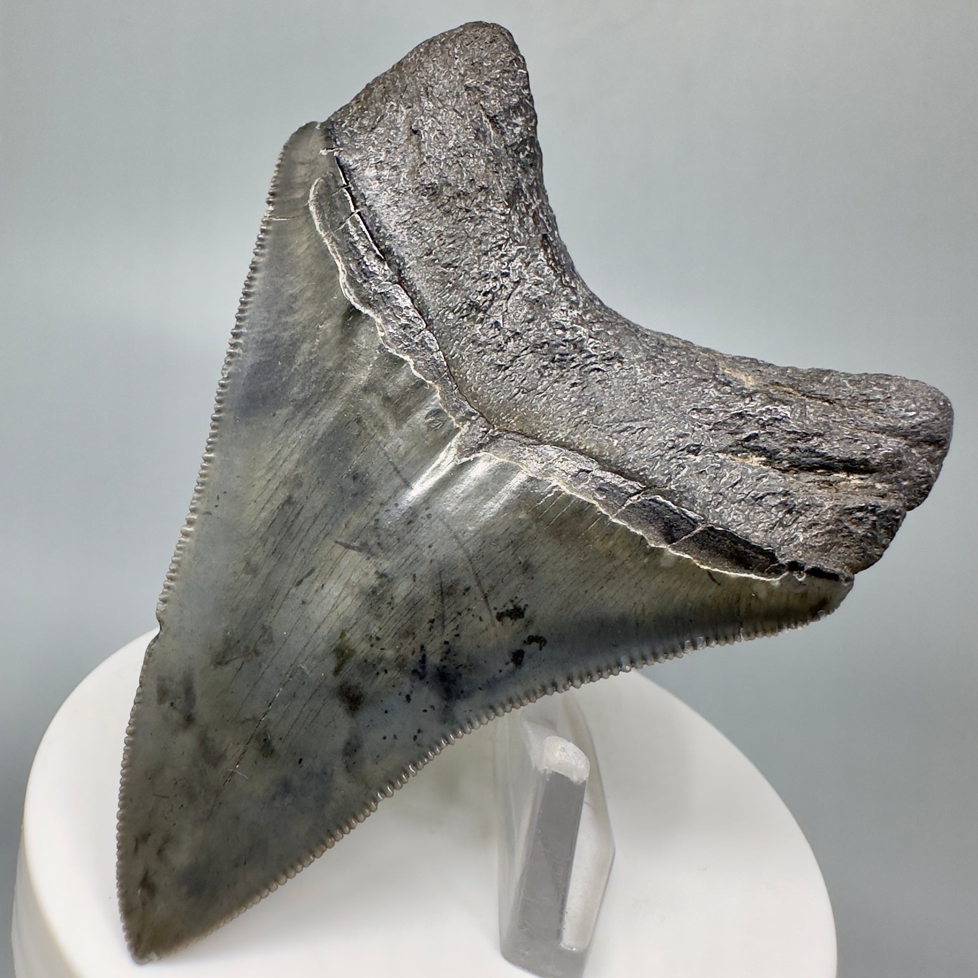 Dark colors, serrated 3.05" Fossil Megalodon Shark Tooth from South Carolina CM5043 - Back Right