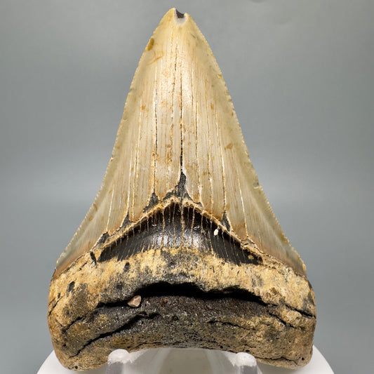 Colorful 3.43" Real Megalodon Tooth from North Carolina CM5047 - Front