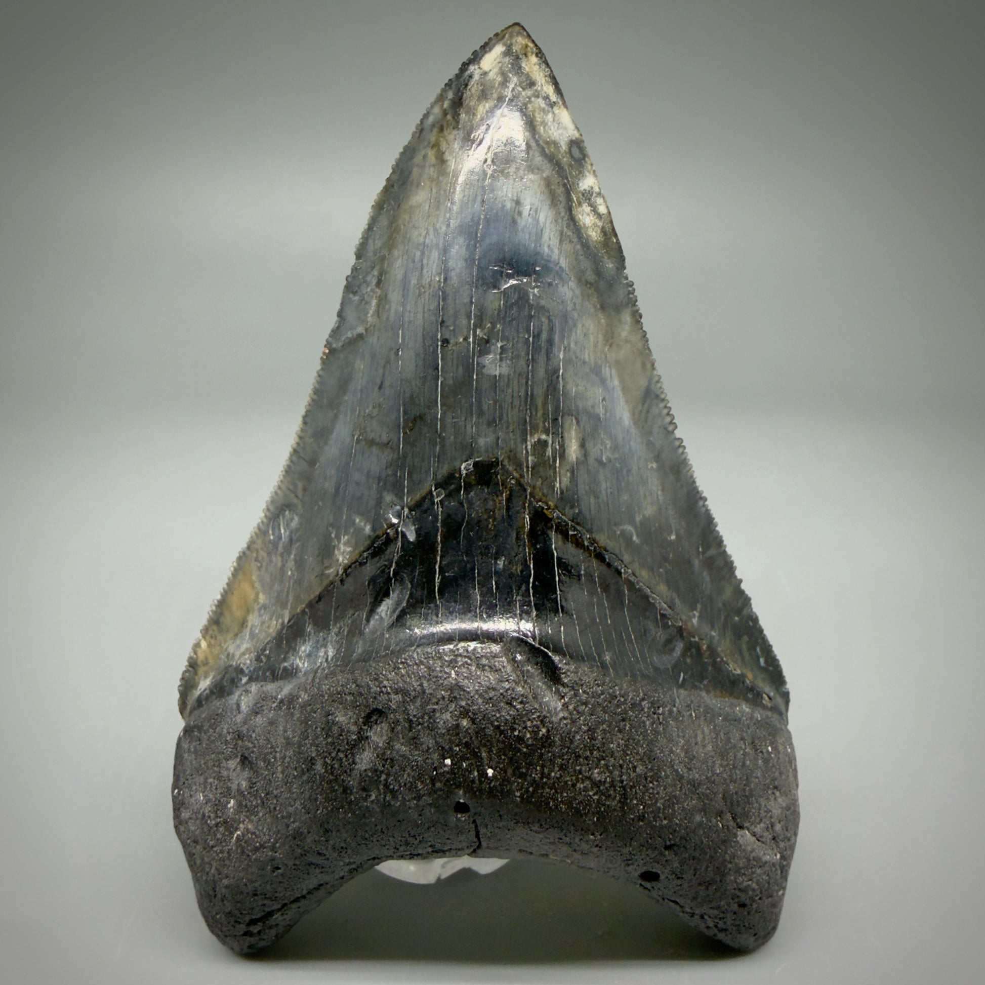 Front View Collector's Quality 4.08" Fossil Megalodon Shark Tooth - Venice, Florida CM6015 - 3